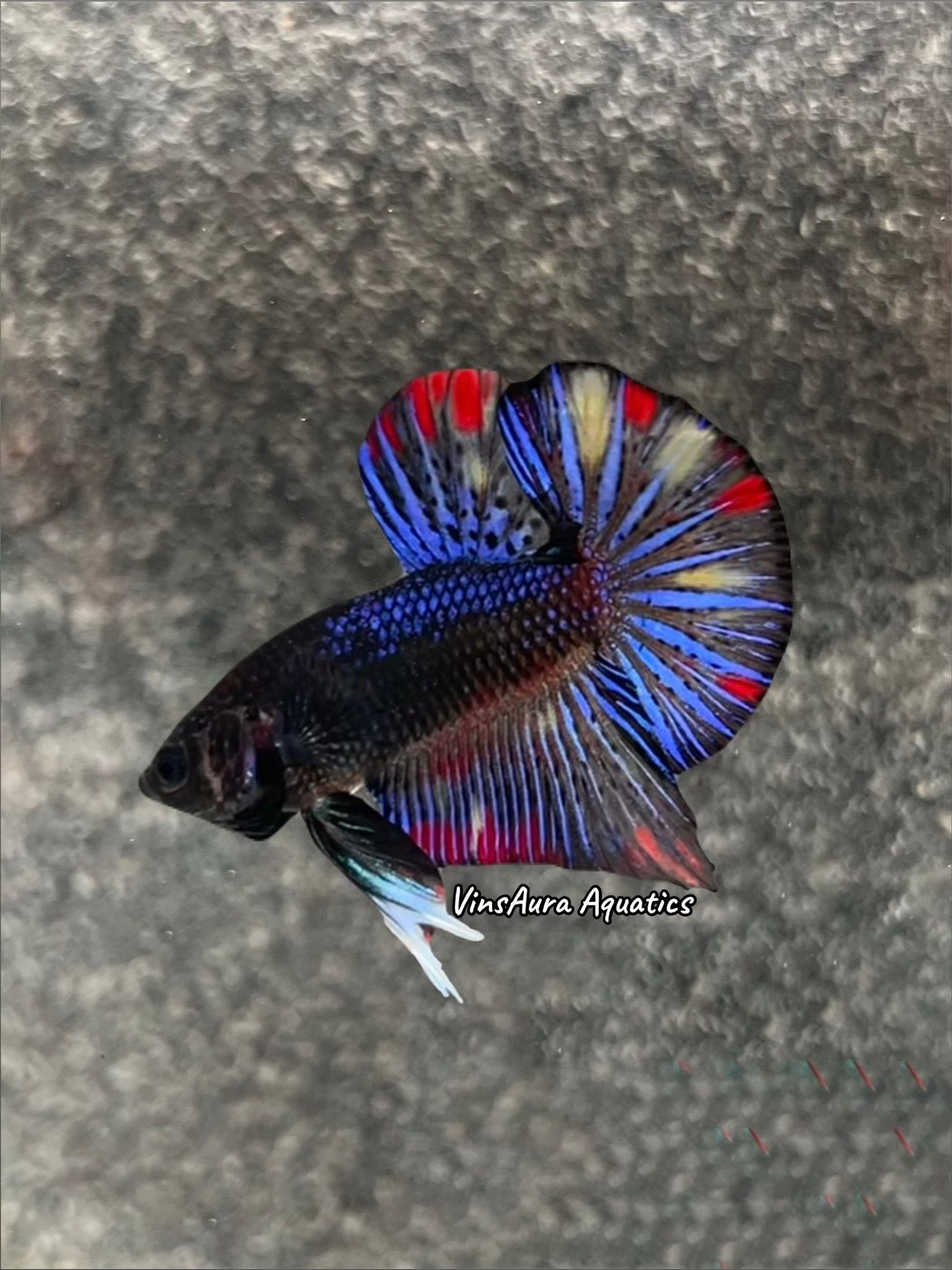 Halfmoon Plakat Black Variant