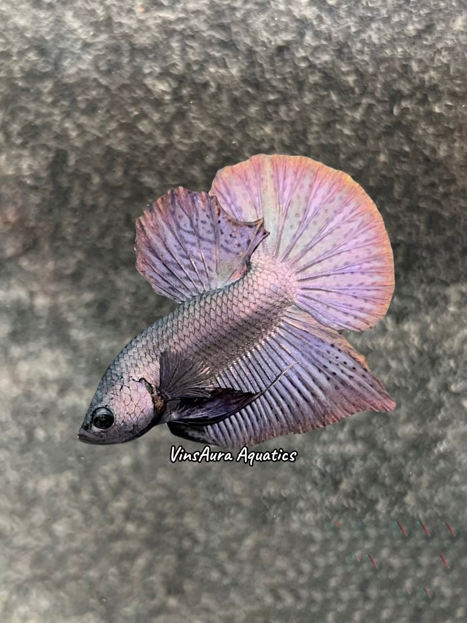 Halfmoon Plakat Copper Solid