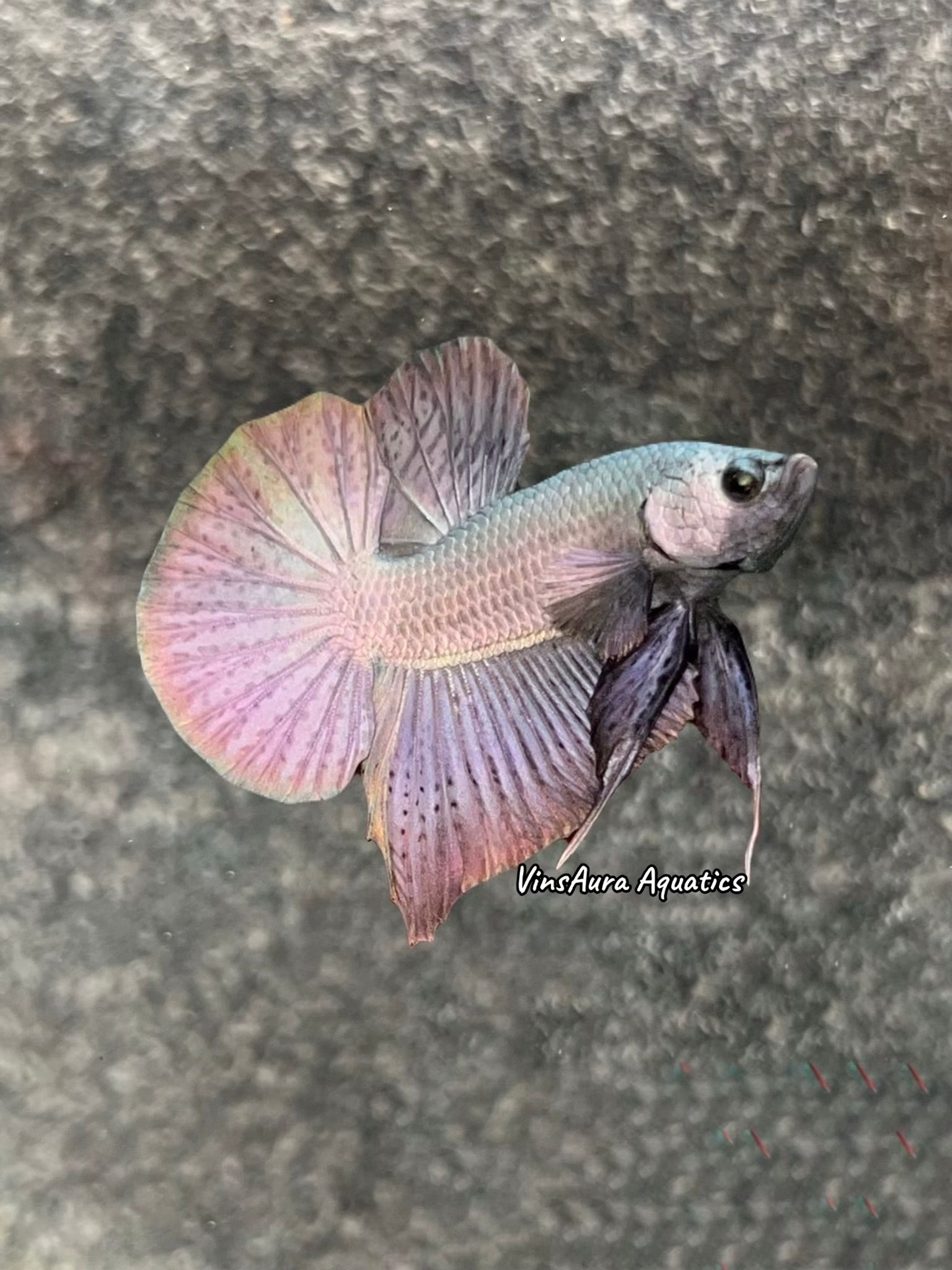 Halfmoon Plakat Copper Solid