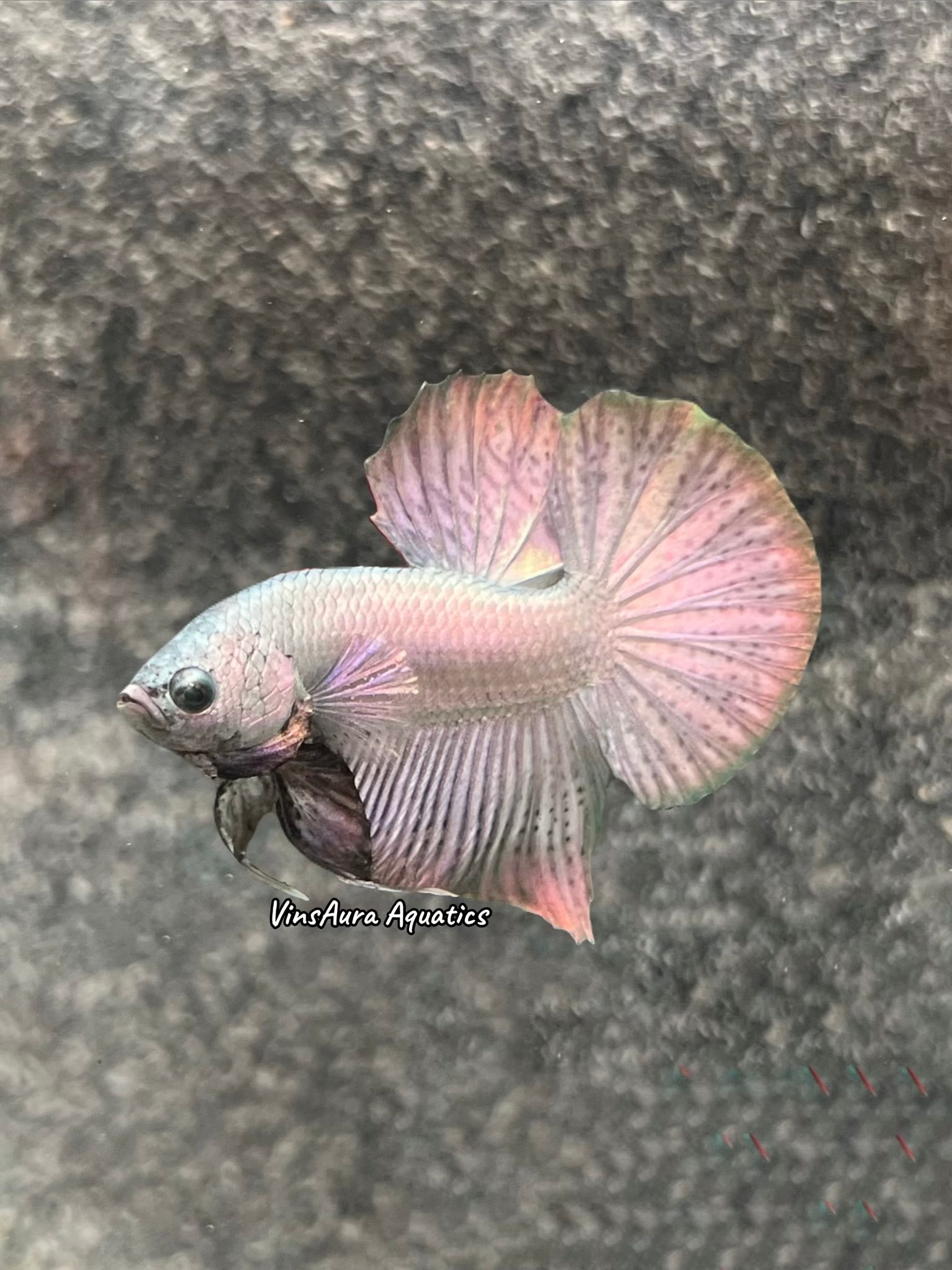 Halfmoon Plakat Copper Solid
