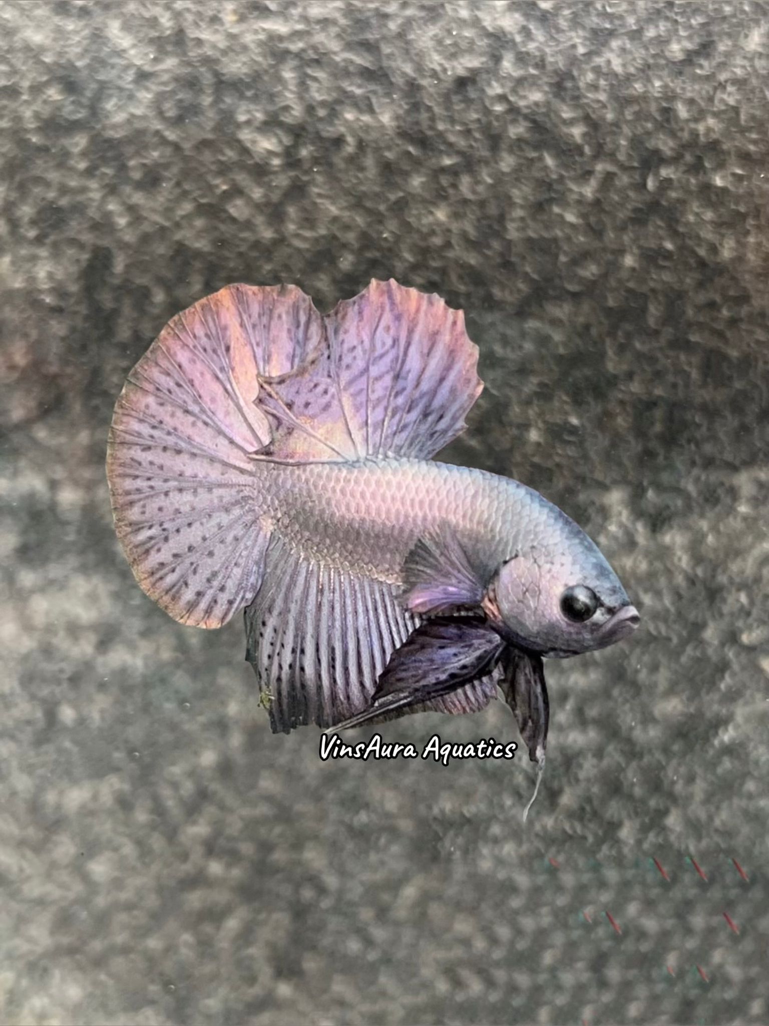 Halfmoon Plakat Copper Solid