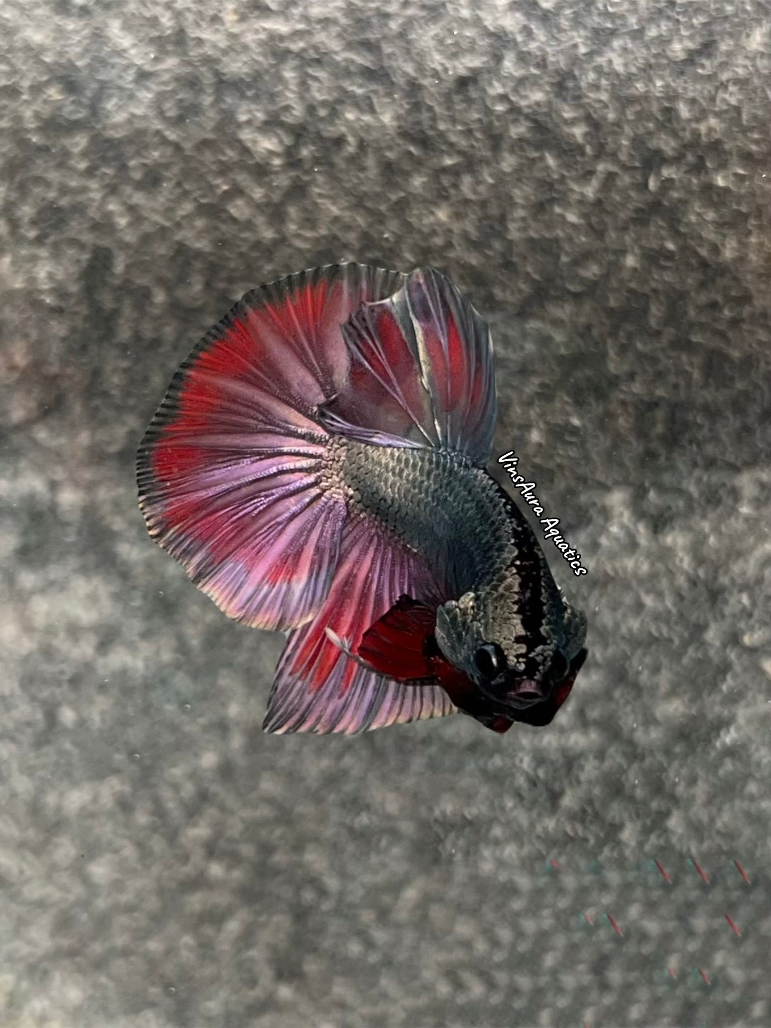 Halfmoon Plakat Copper Violet Red Rim
