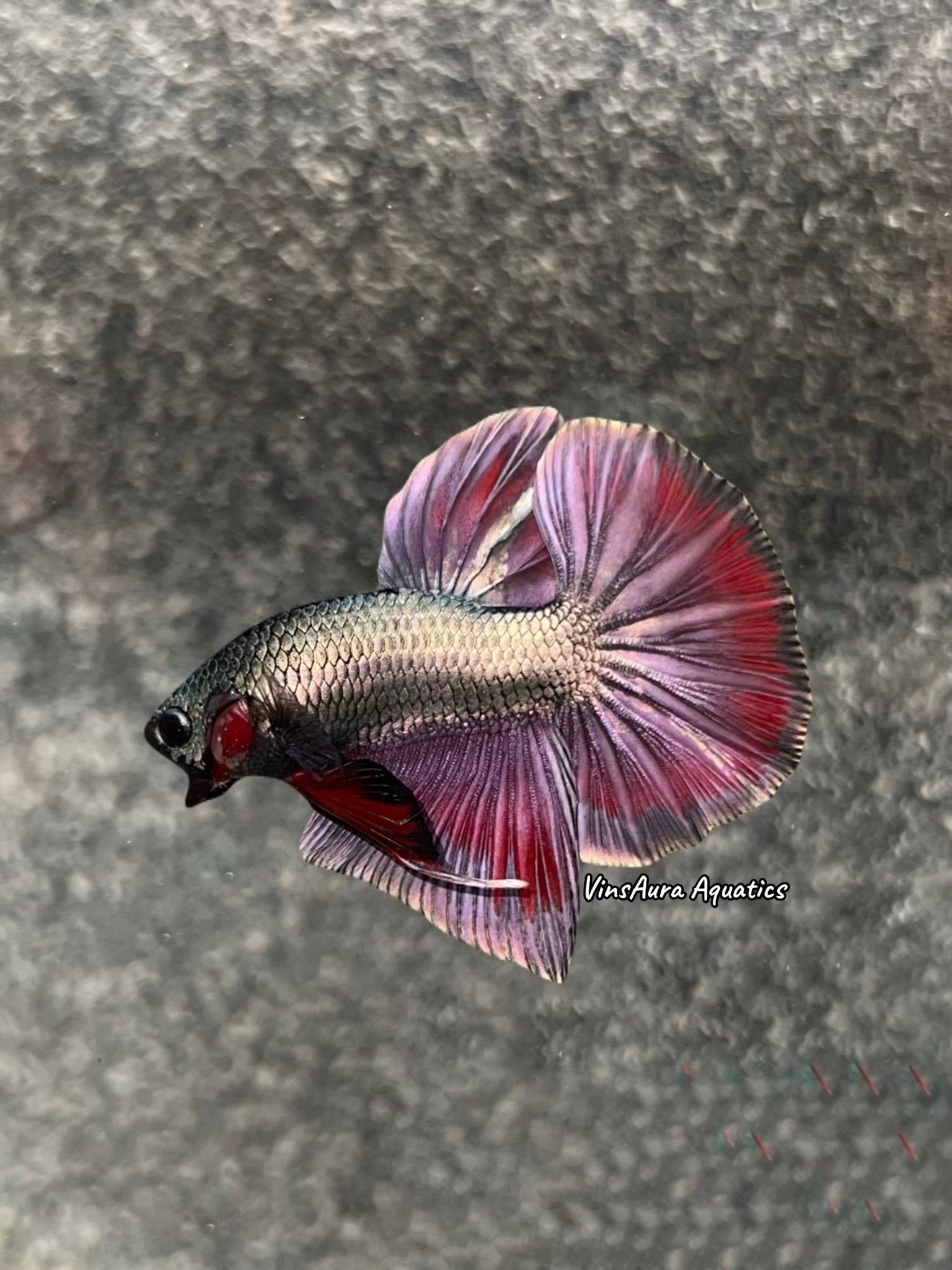 Halfmoon Plakat Copper Violet Red Rim