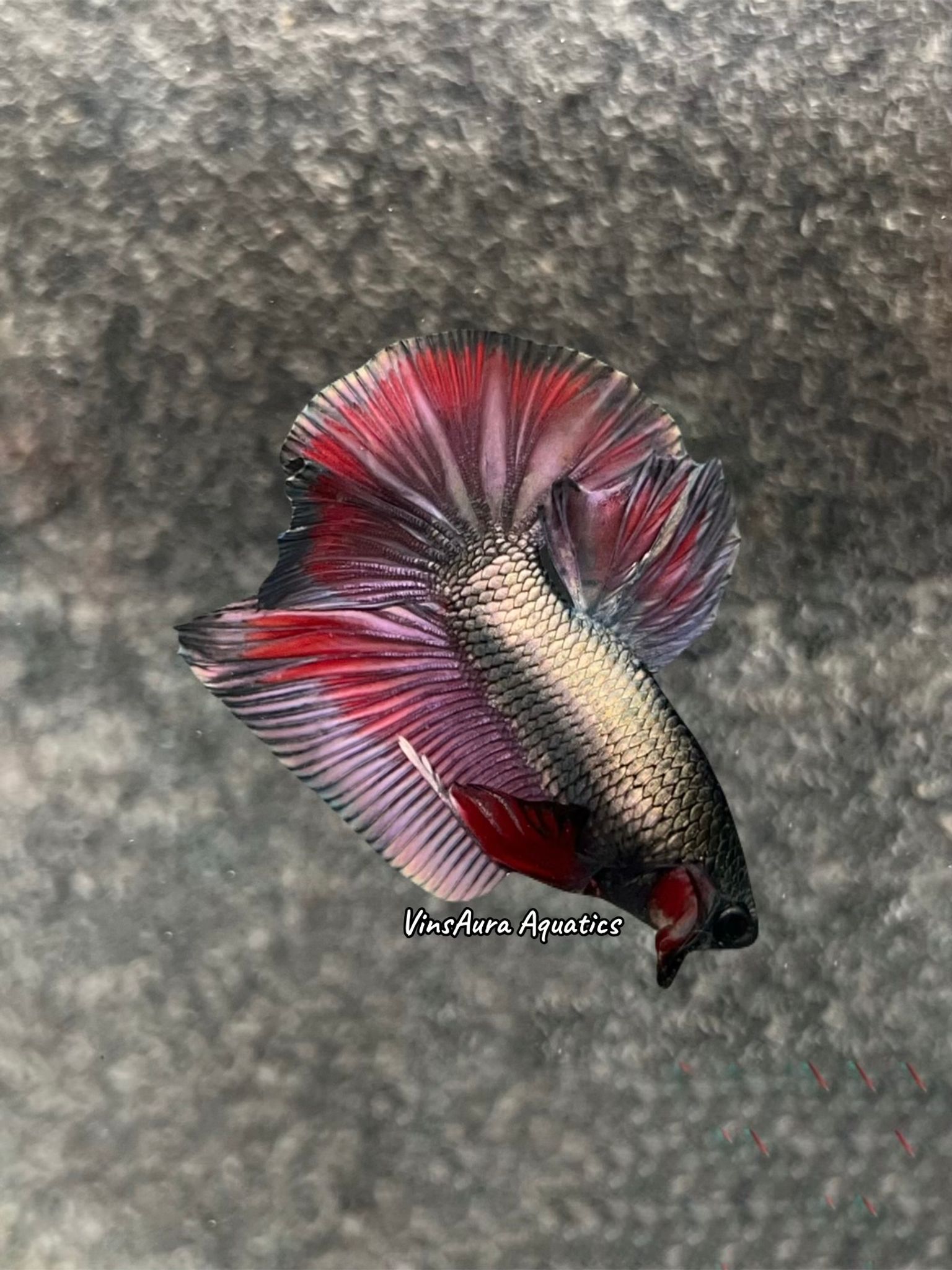 Halfmoon Plakat Copper Violet Red Rim