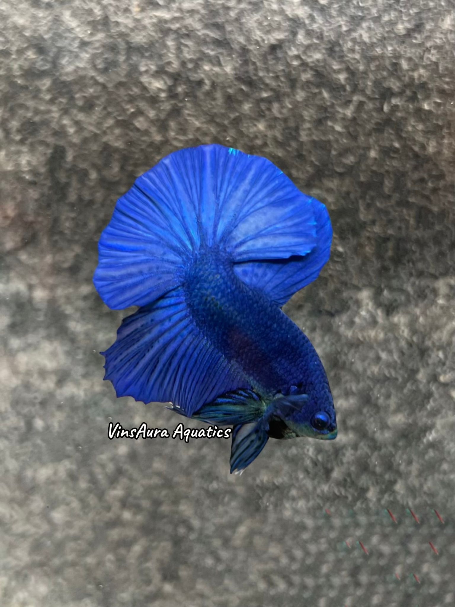 Halfmoon Plakat Royal Blue