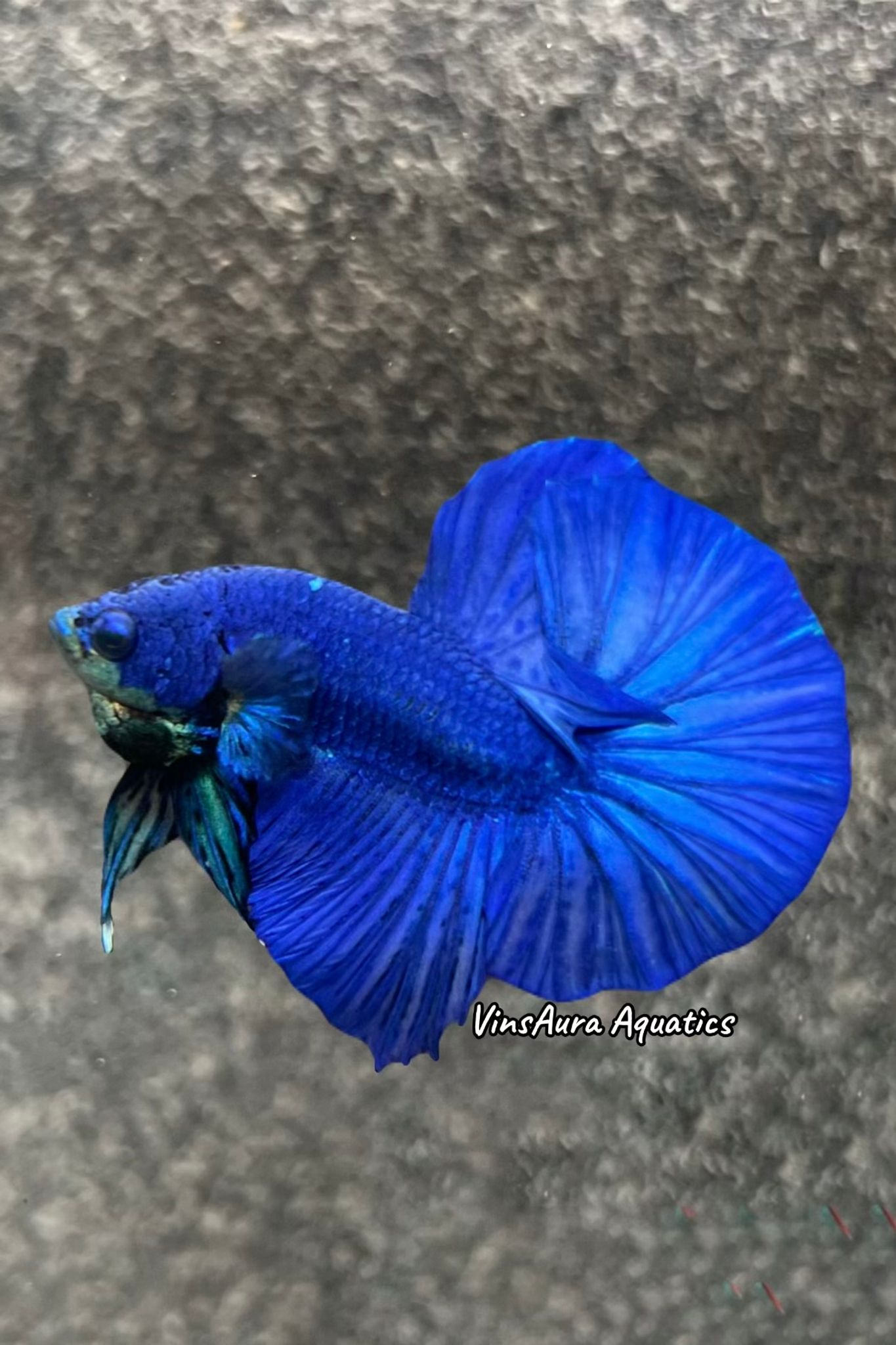 Halfmoon Plakat Royal Blue
