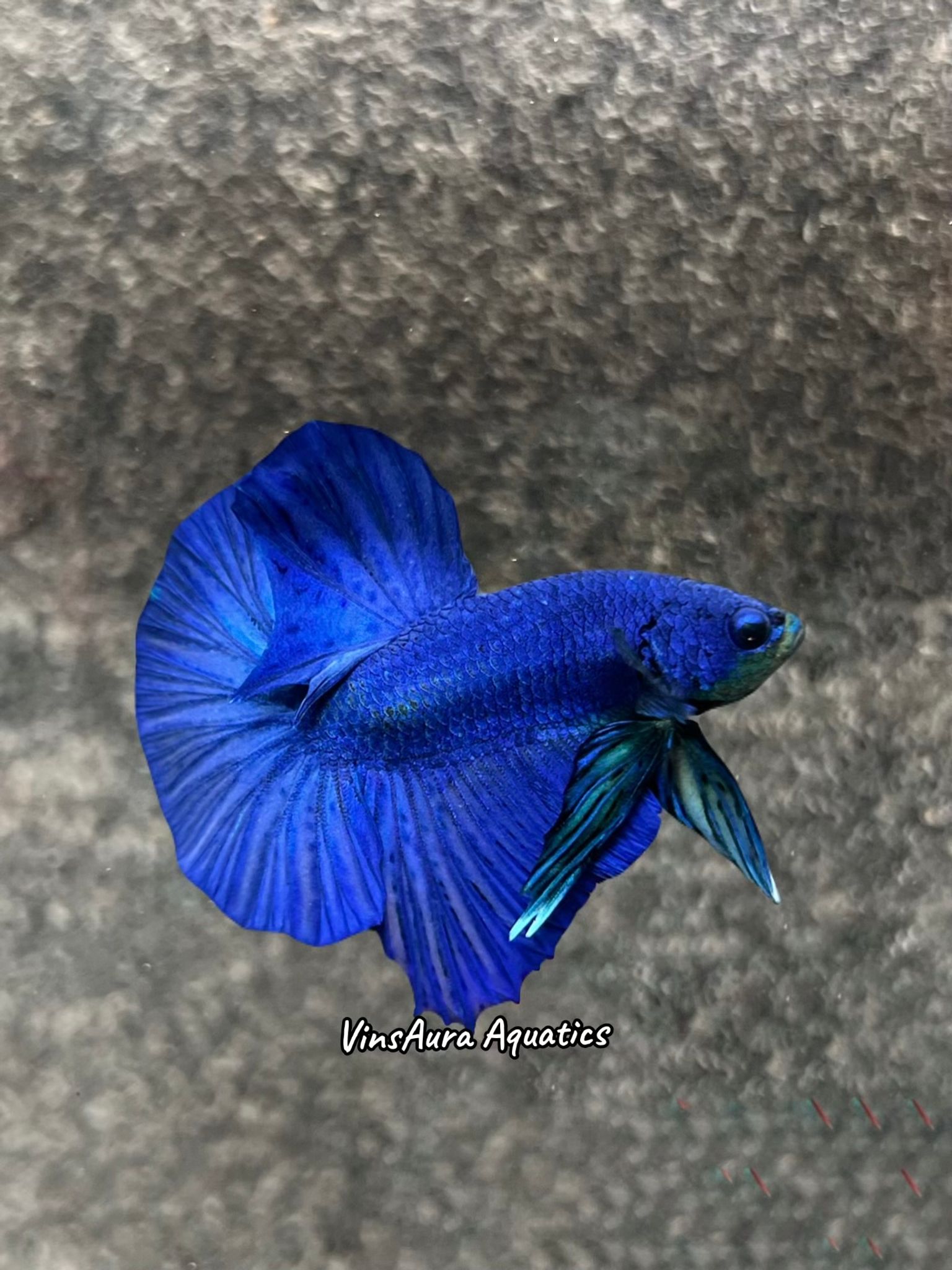 Halfmoon Plakat Royal Blue