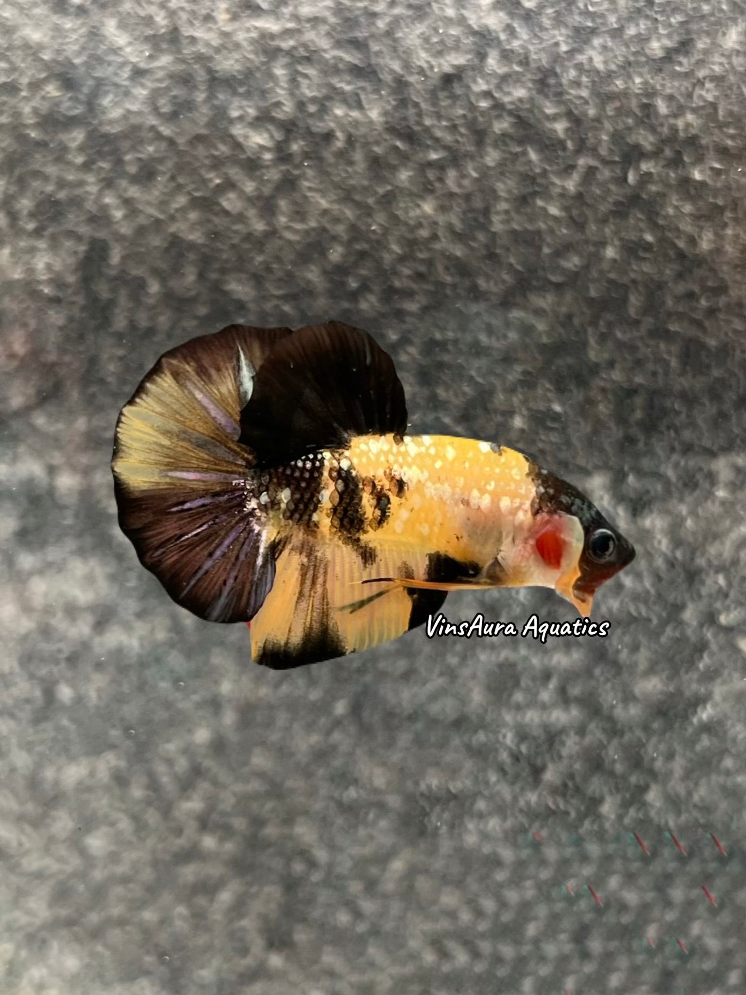 Halfmoon Plakat Yellow Koi Copper