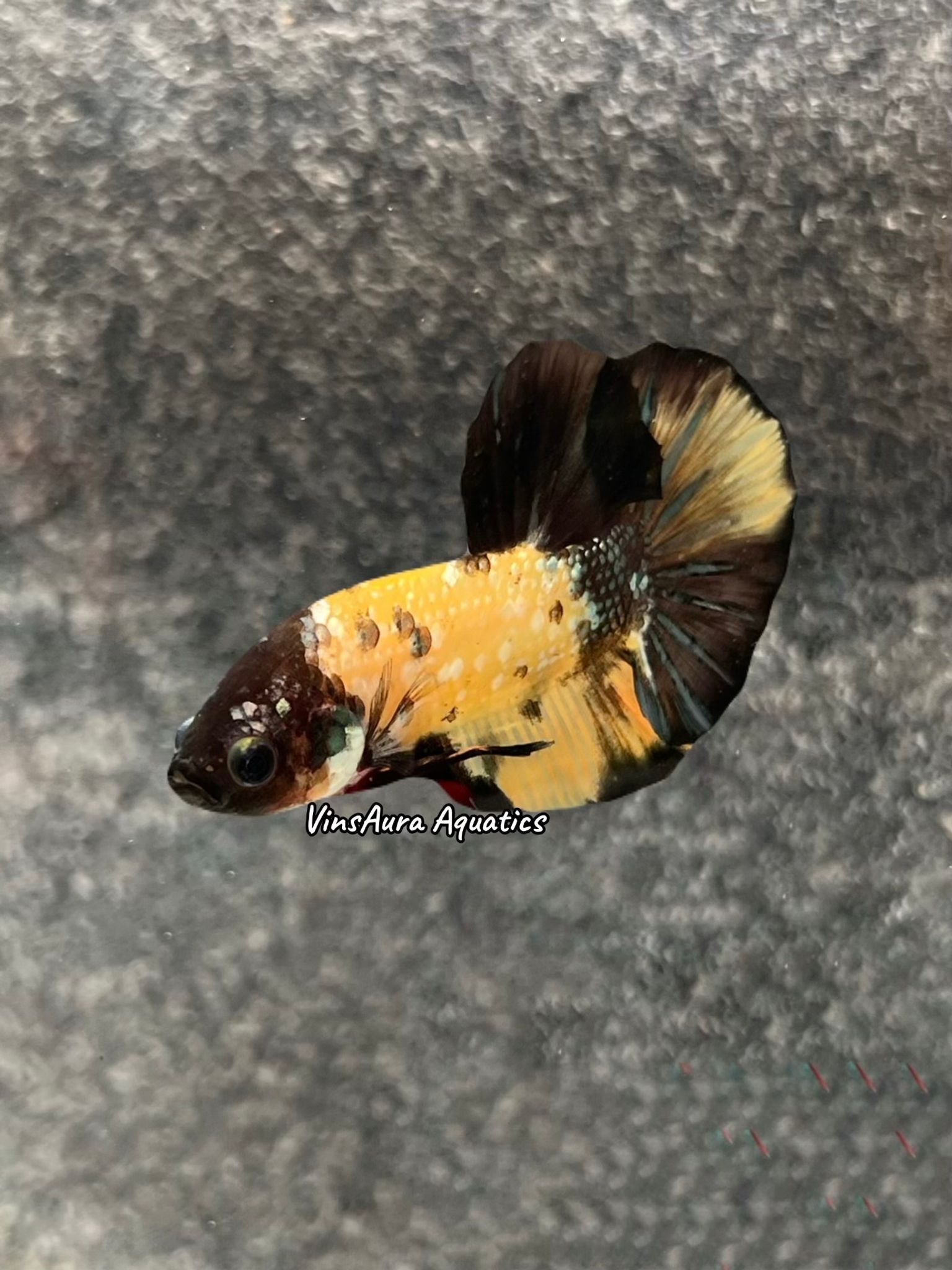 Halfmoon Plakat Yellow Koi Copper
