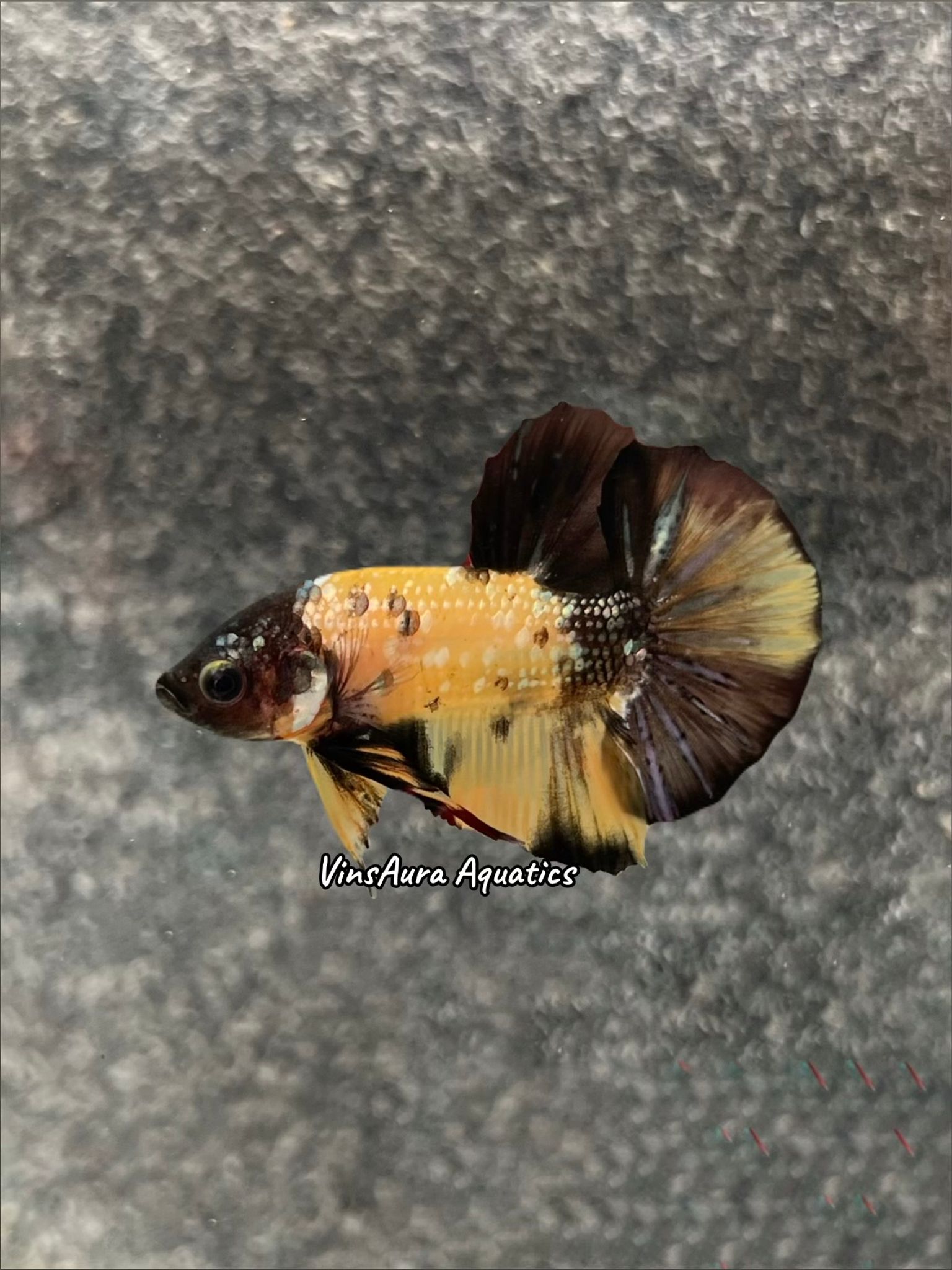 Halfmoon Plakat Yellow Koi Copper
