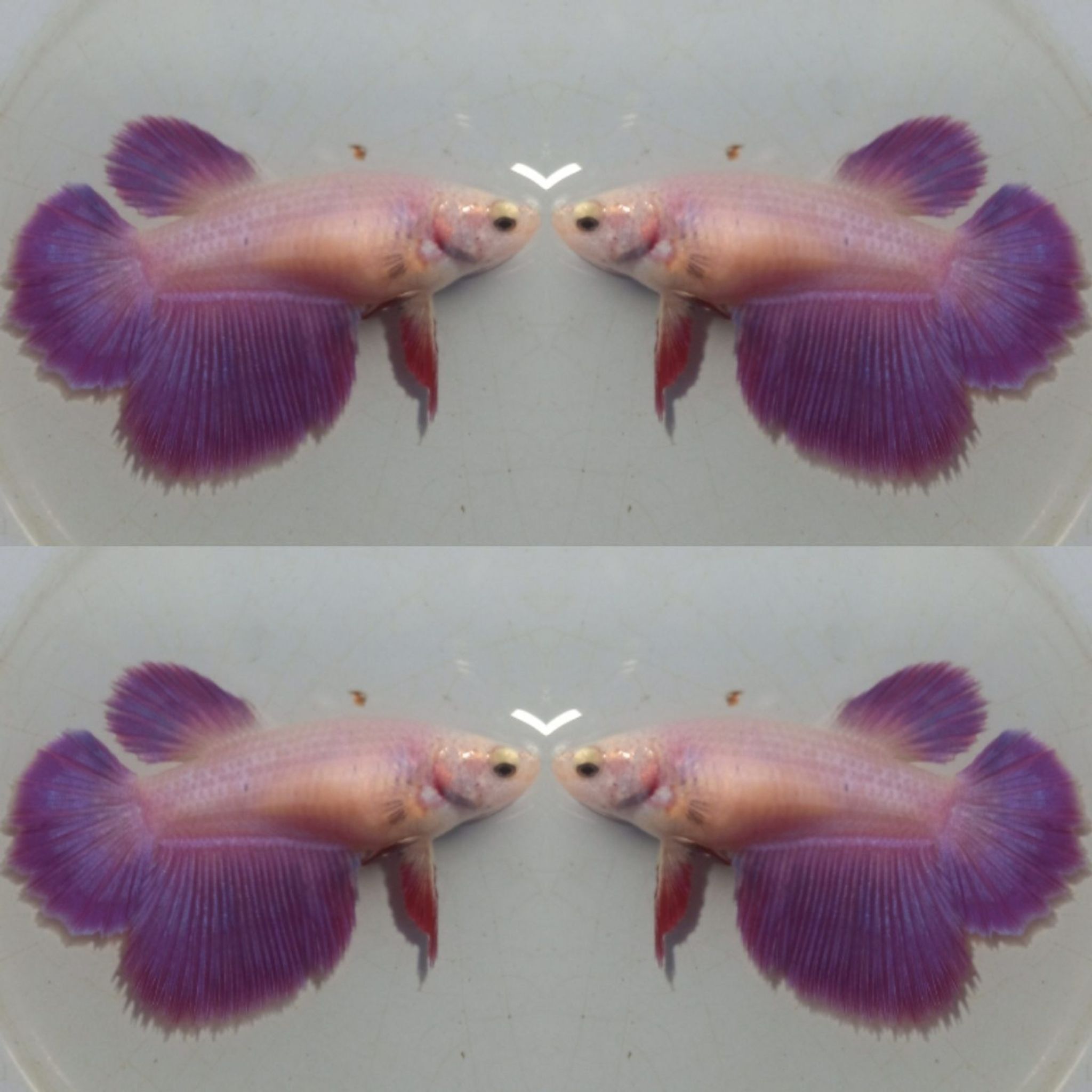 Halfmoon Purple