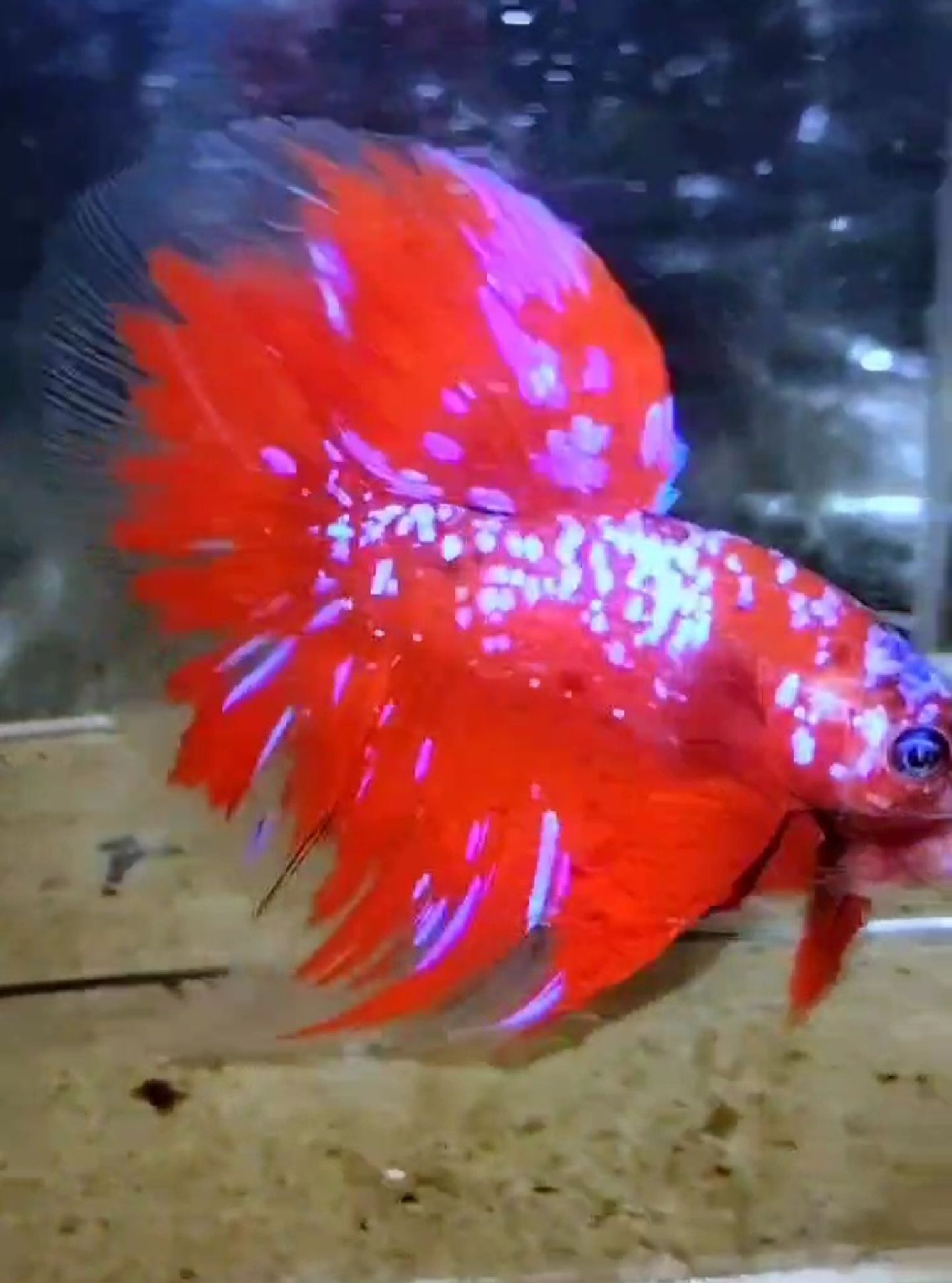 Halfmoon RGBG(purple)PAIR