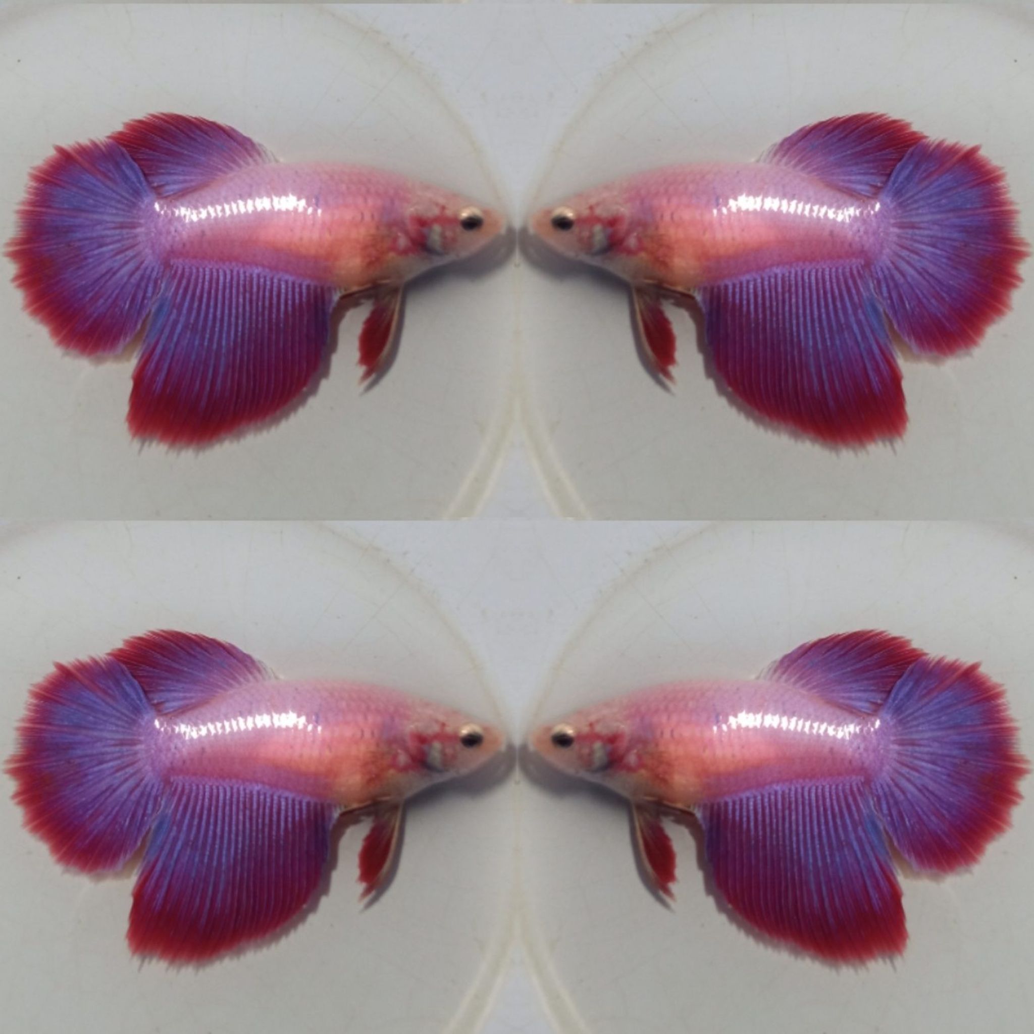 Halfmoon Red Purple