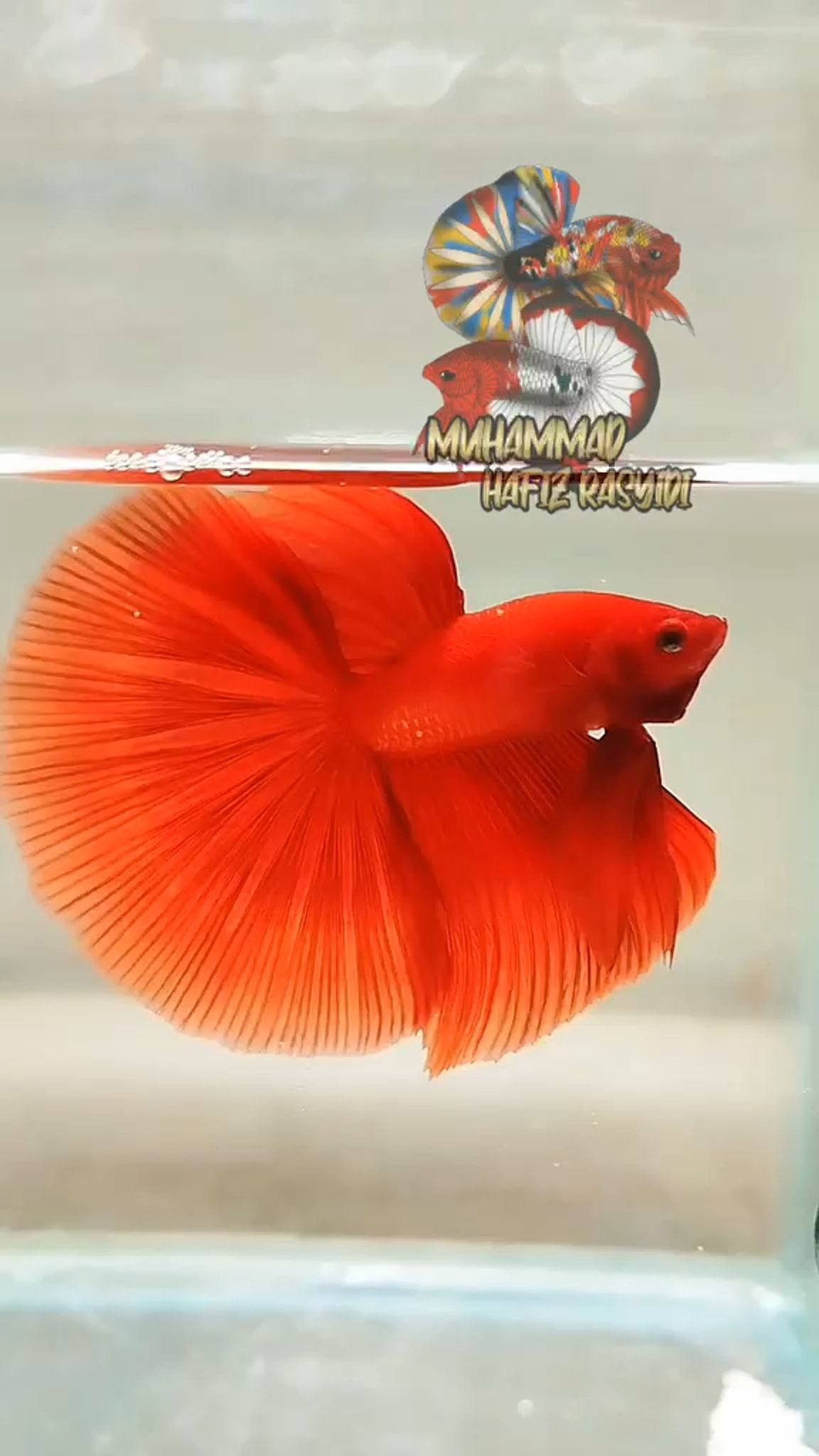 Halfmoon Red
