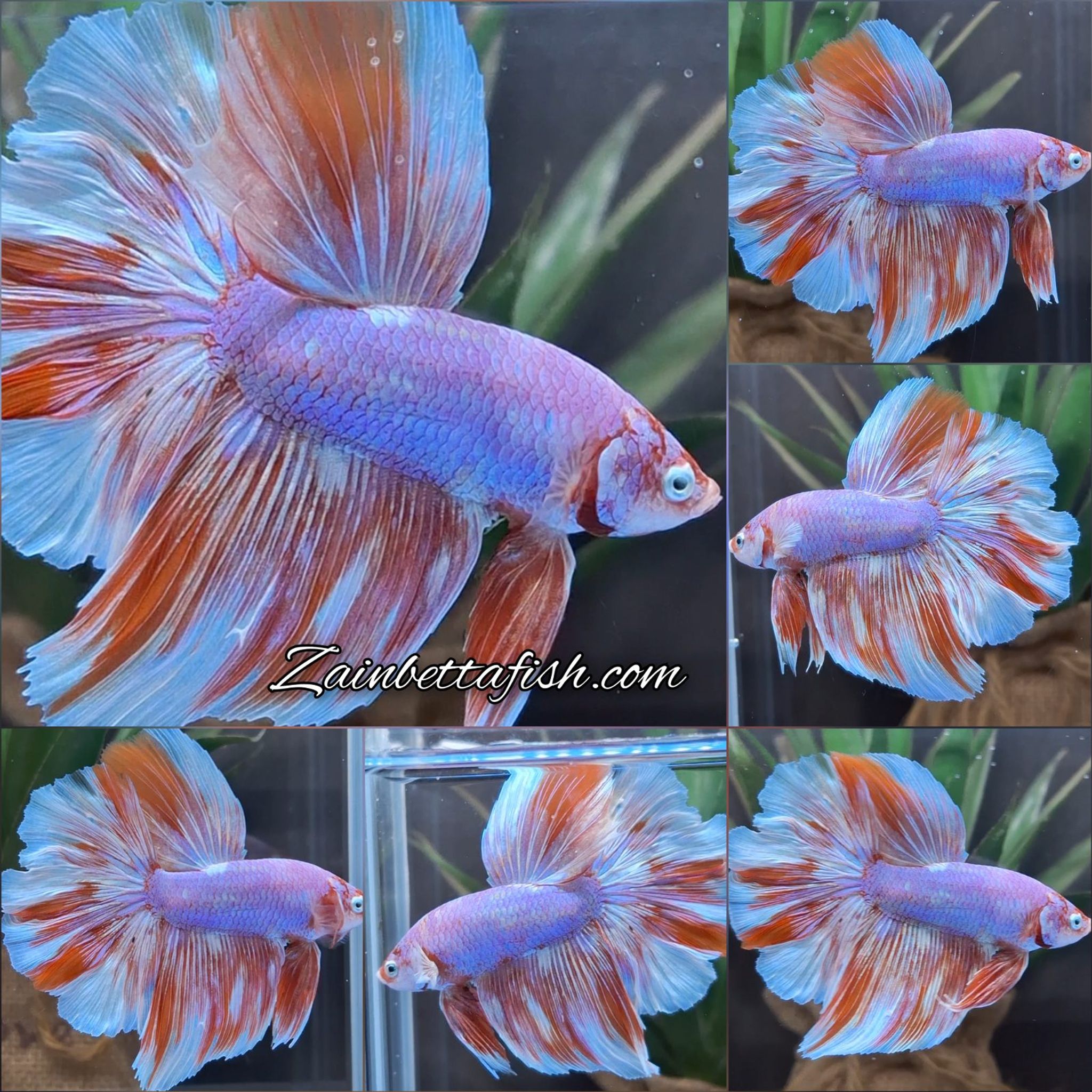 Halfmoon Rosetail Purple Aurora Barongsai Betta Fish Male