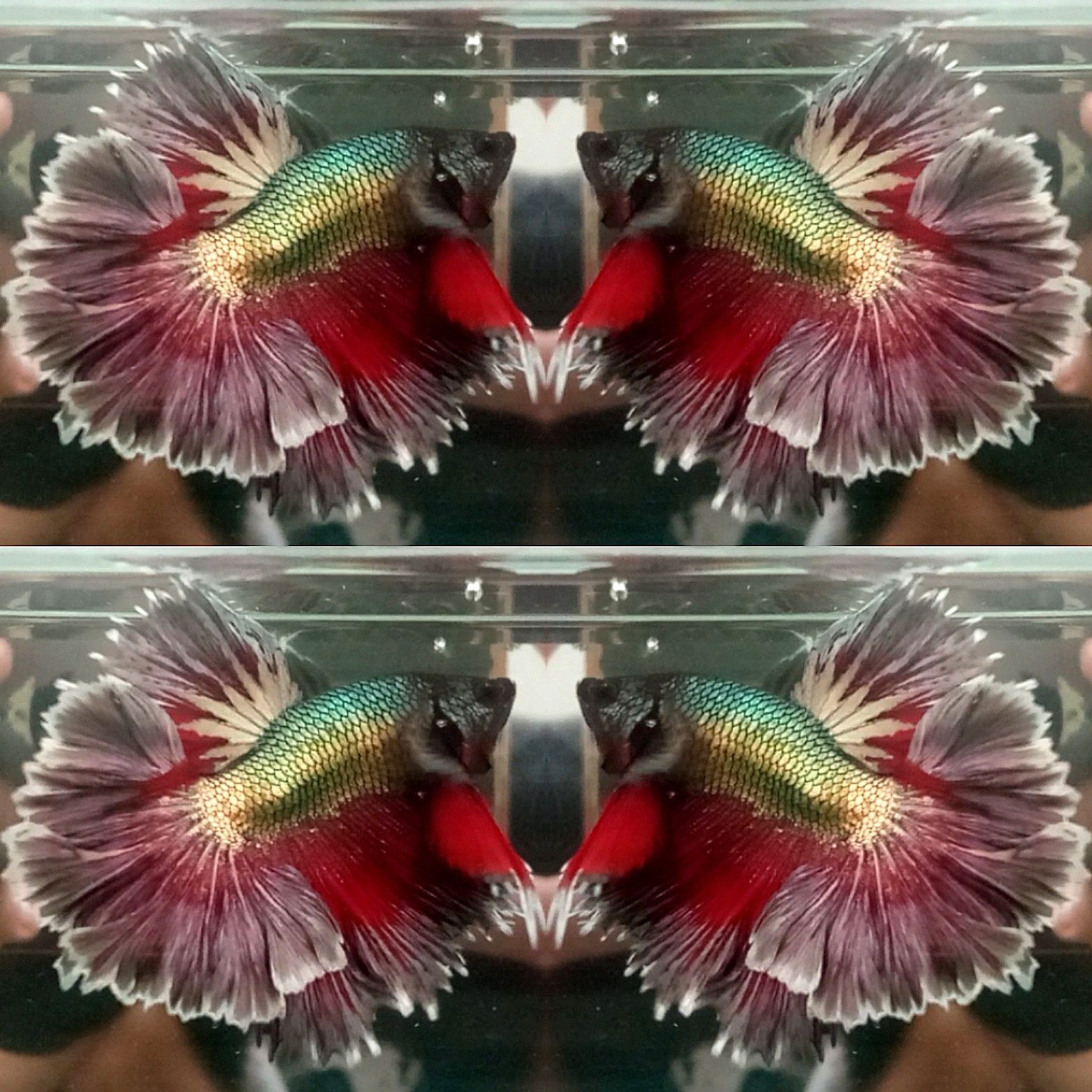 Halfmoon Rosetail Red Copper