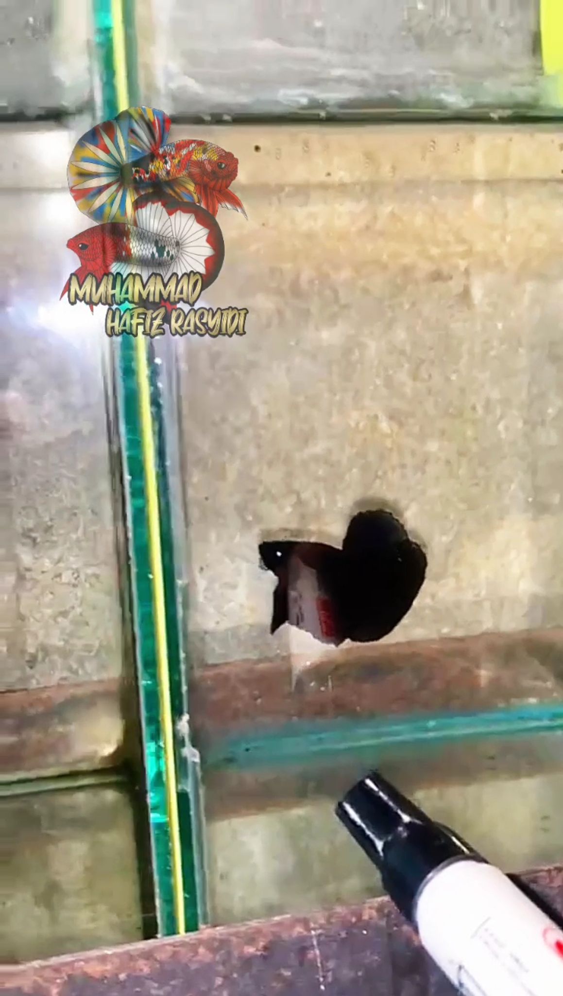 Halfmoon Super Black
