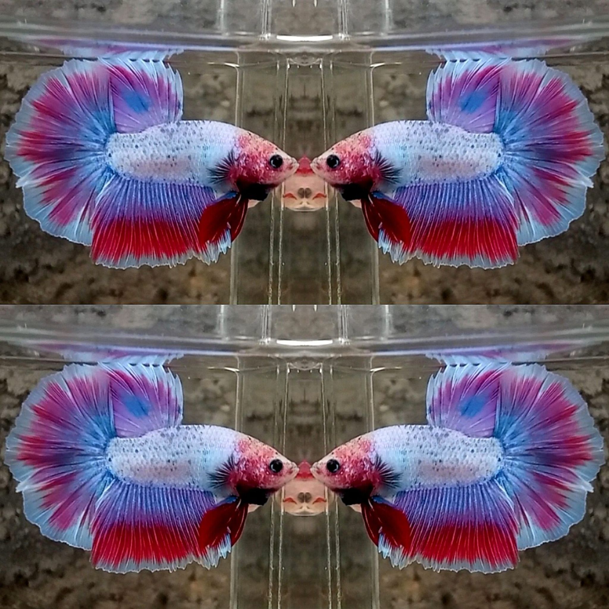 Halfmoon Unicorn