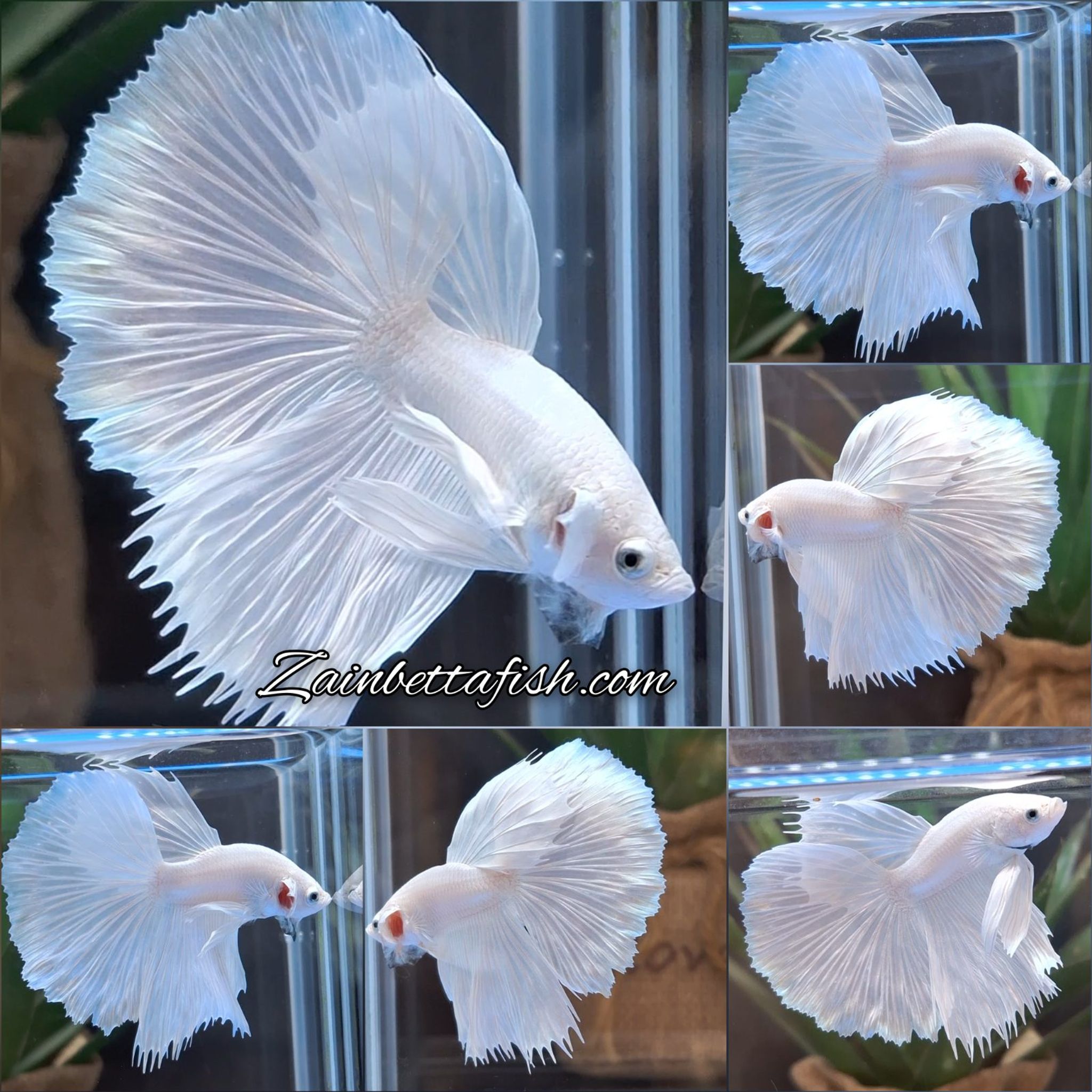 Halfmoon White Platinum Betta Fish