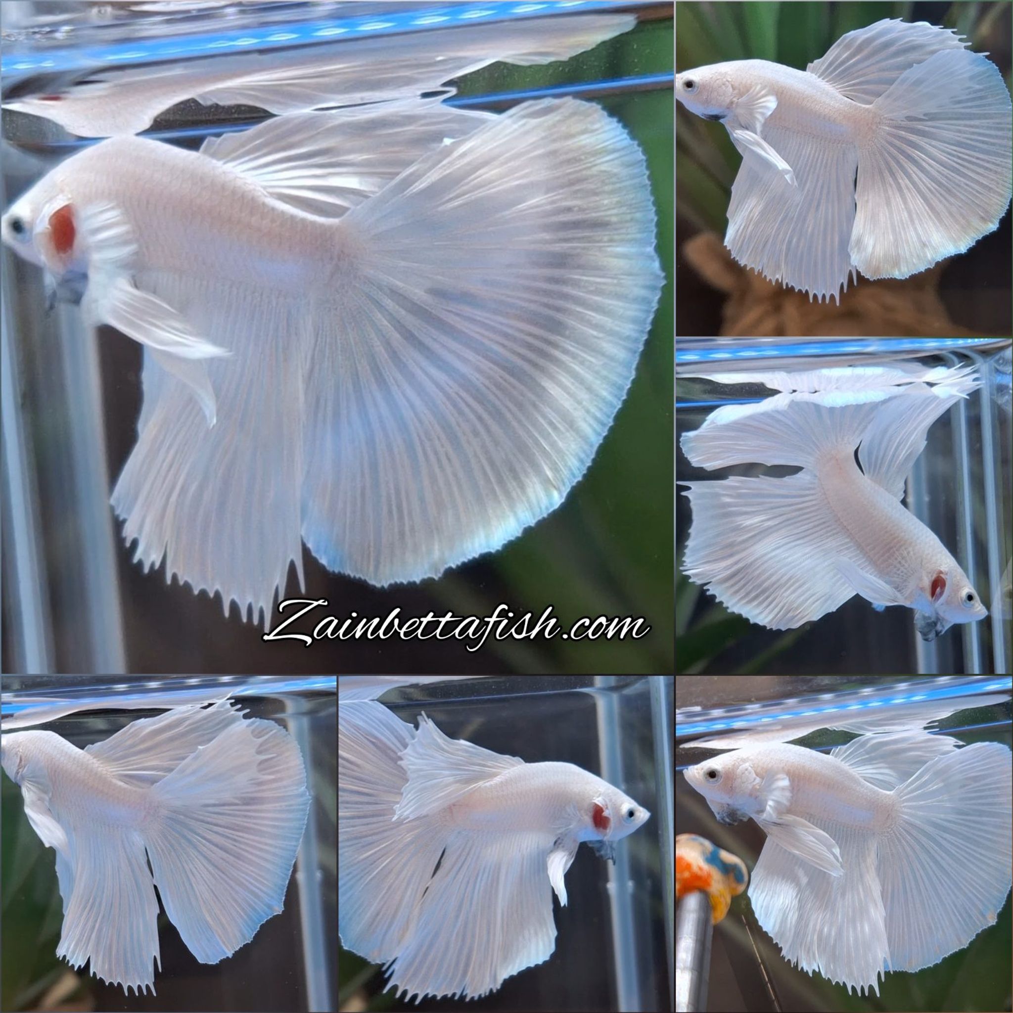 Halfmoon White Platinum Betta Fish