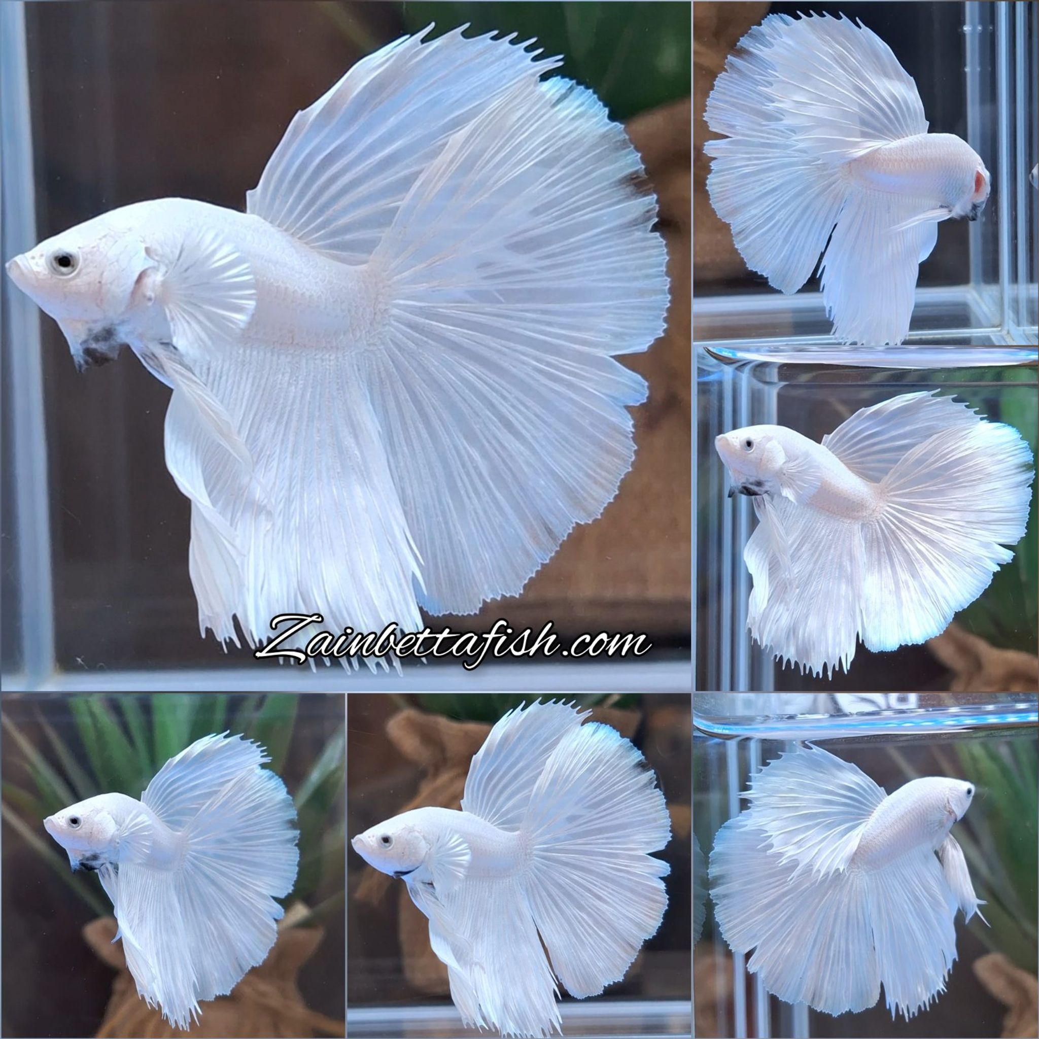Halfmoon White Platinum Betta Fish