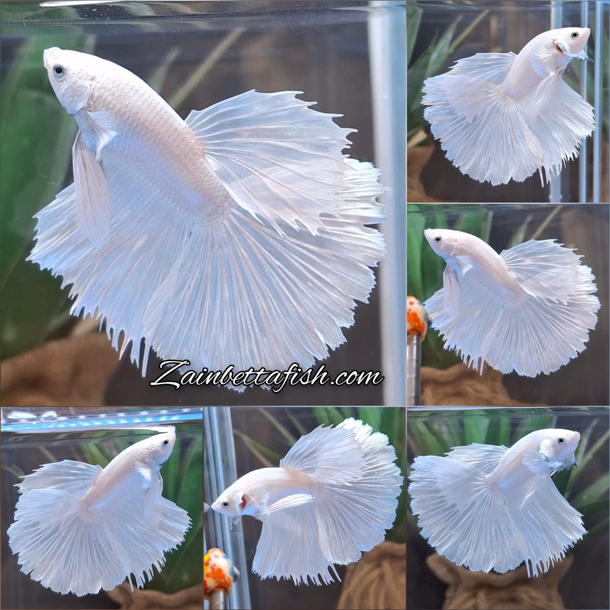 Halfmoon White Platinum Betta Fish