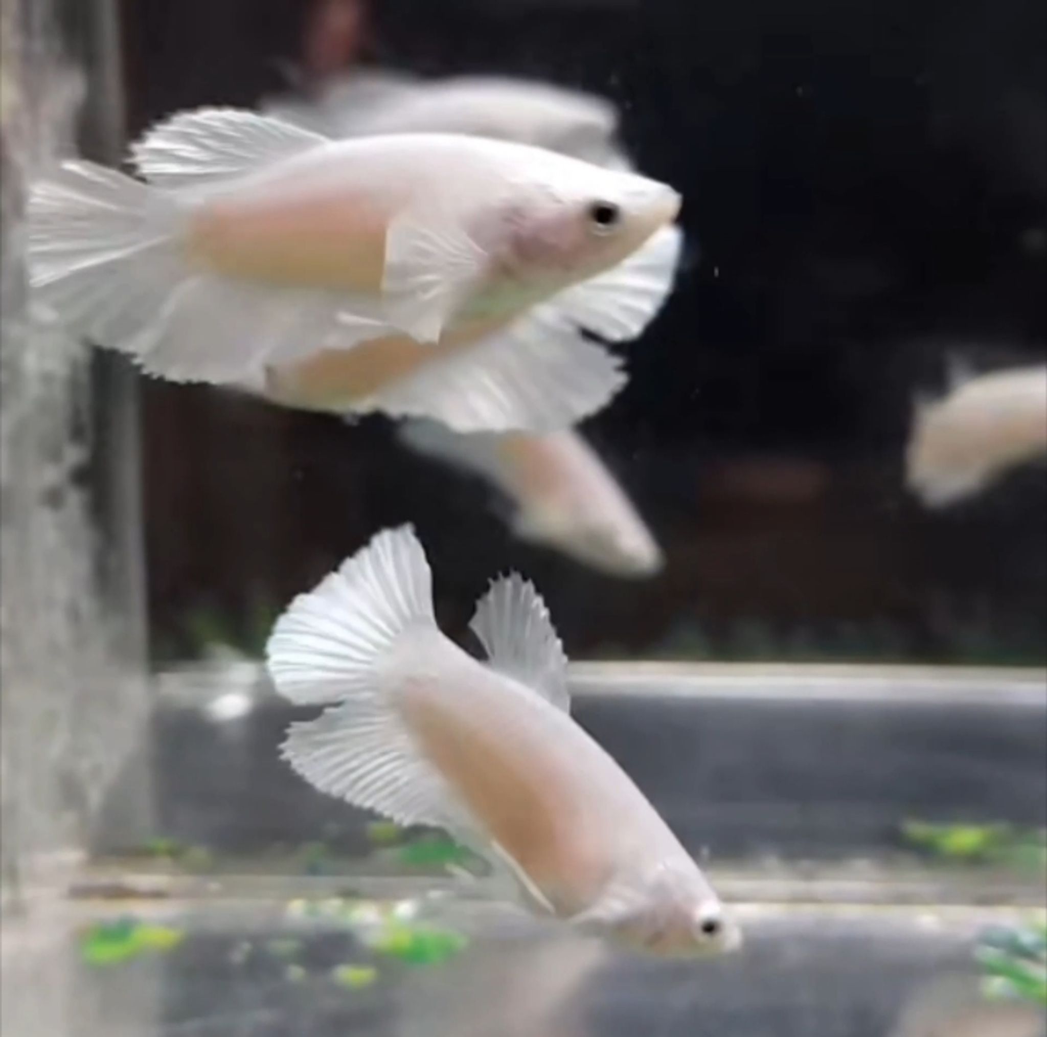 Halfmoon White platinum female