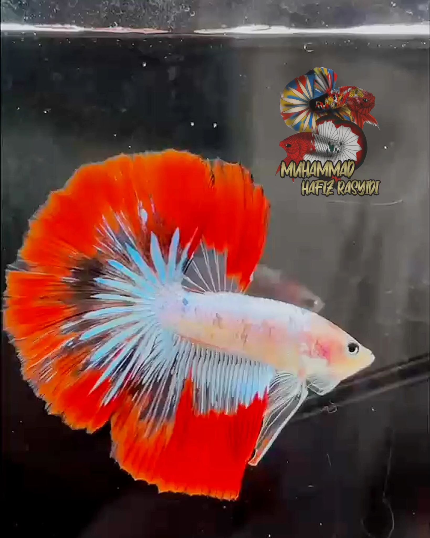 Halfmoon aoc