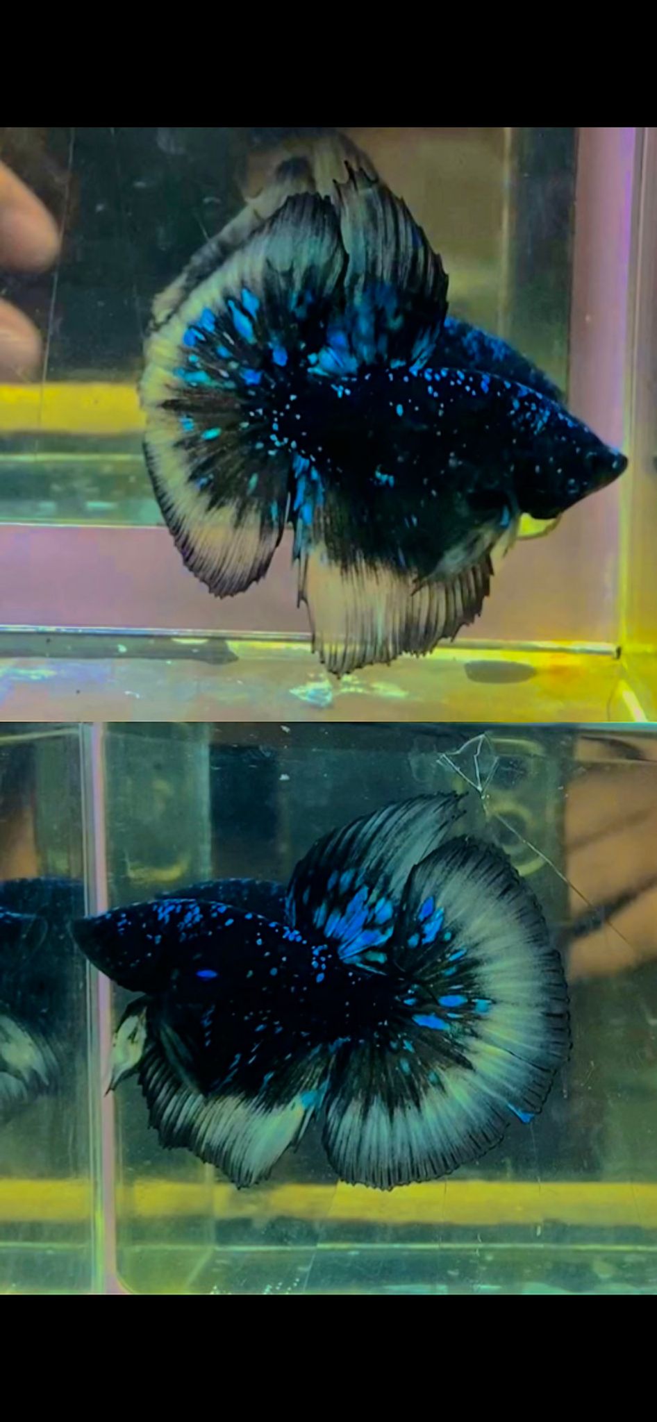Halfmoon avatar