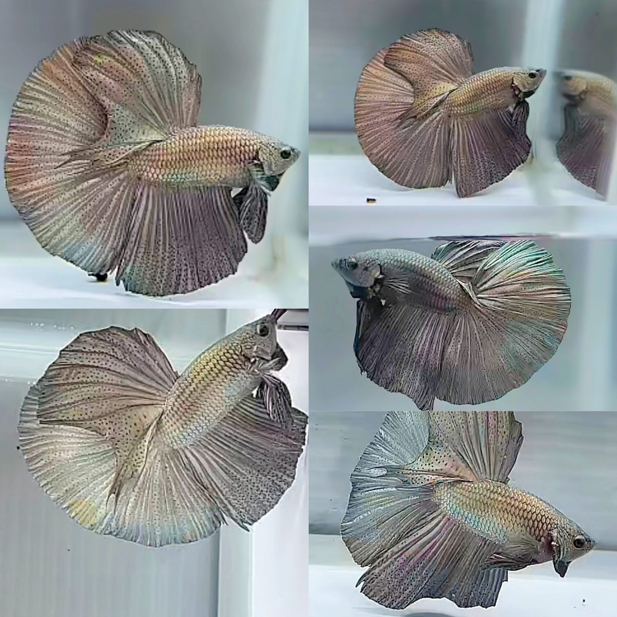 Halfmoon copper fire good form (Halfmoon copper fire good form)