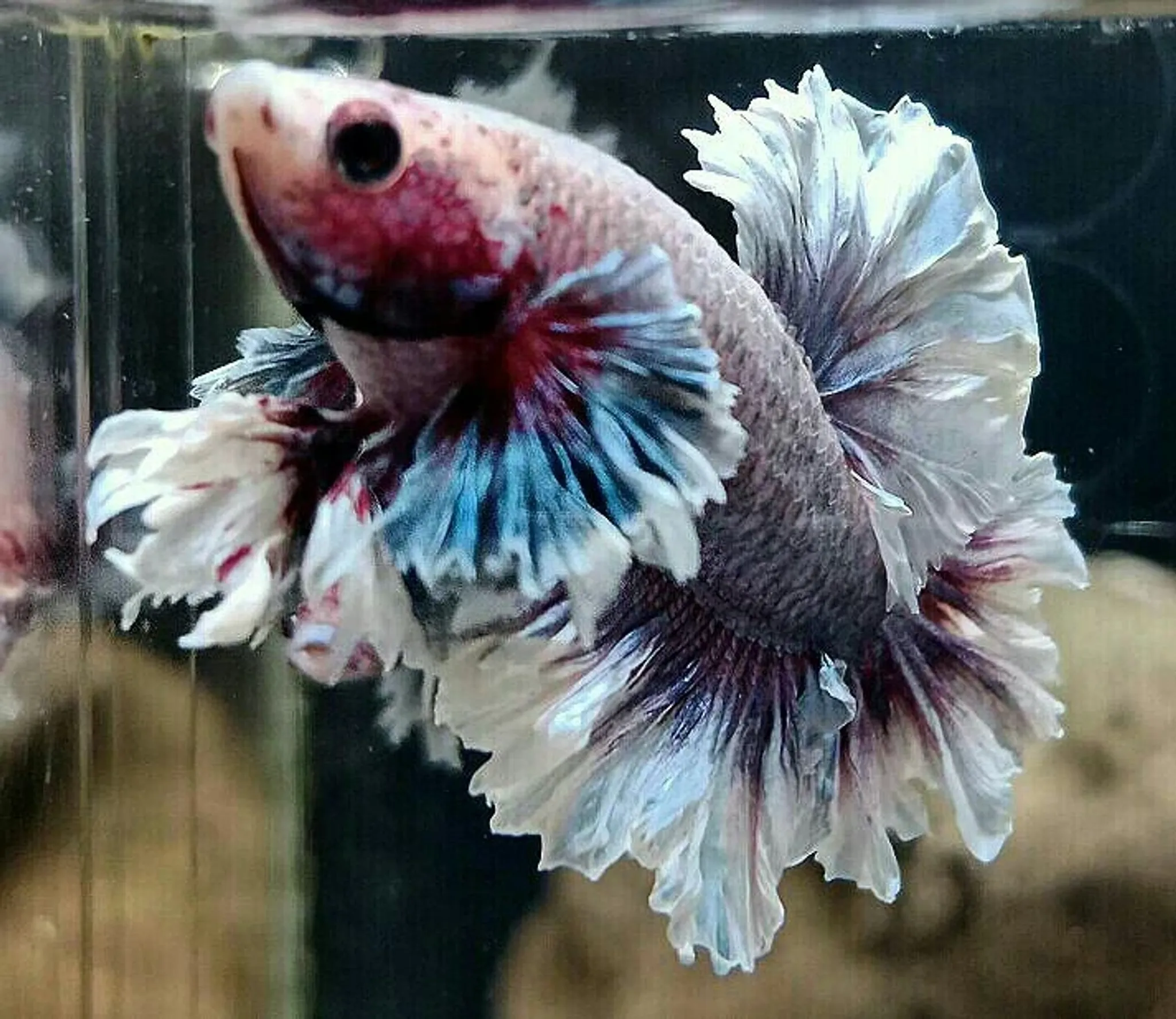 Halfmoon king Feathertail Dumbo Ear
