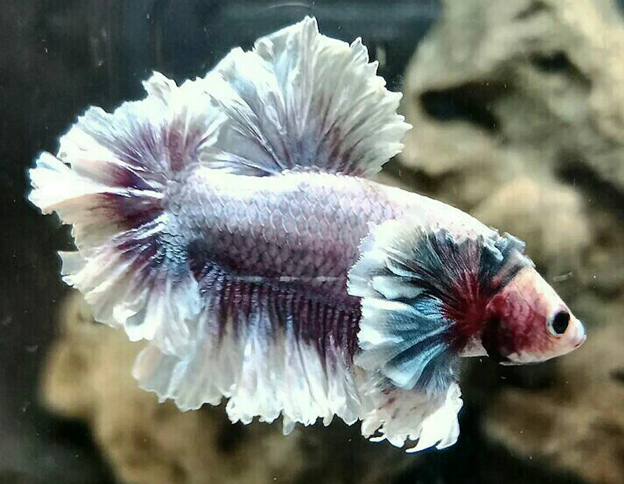 Halfmoon king Feathertail Dumbo Ear