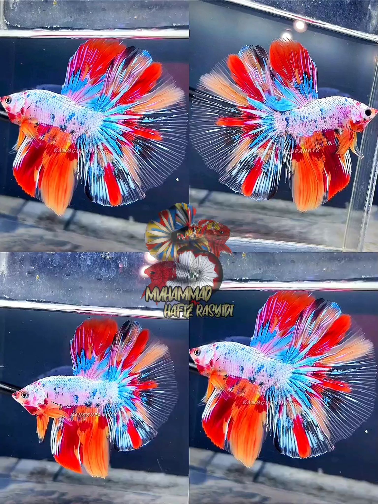 Halfmoon multicolor