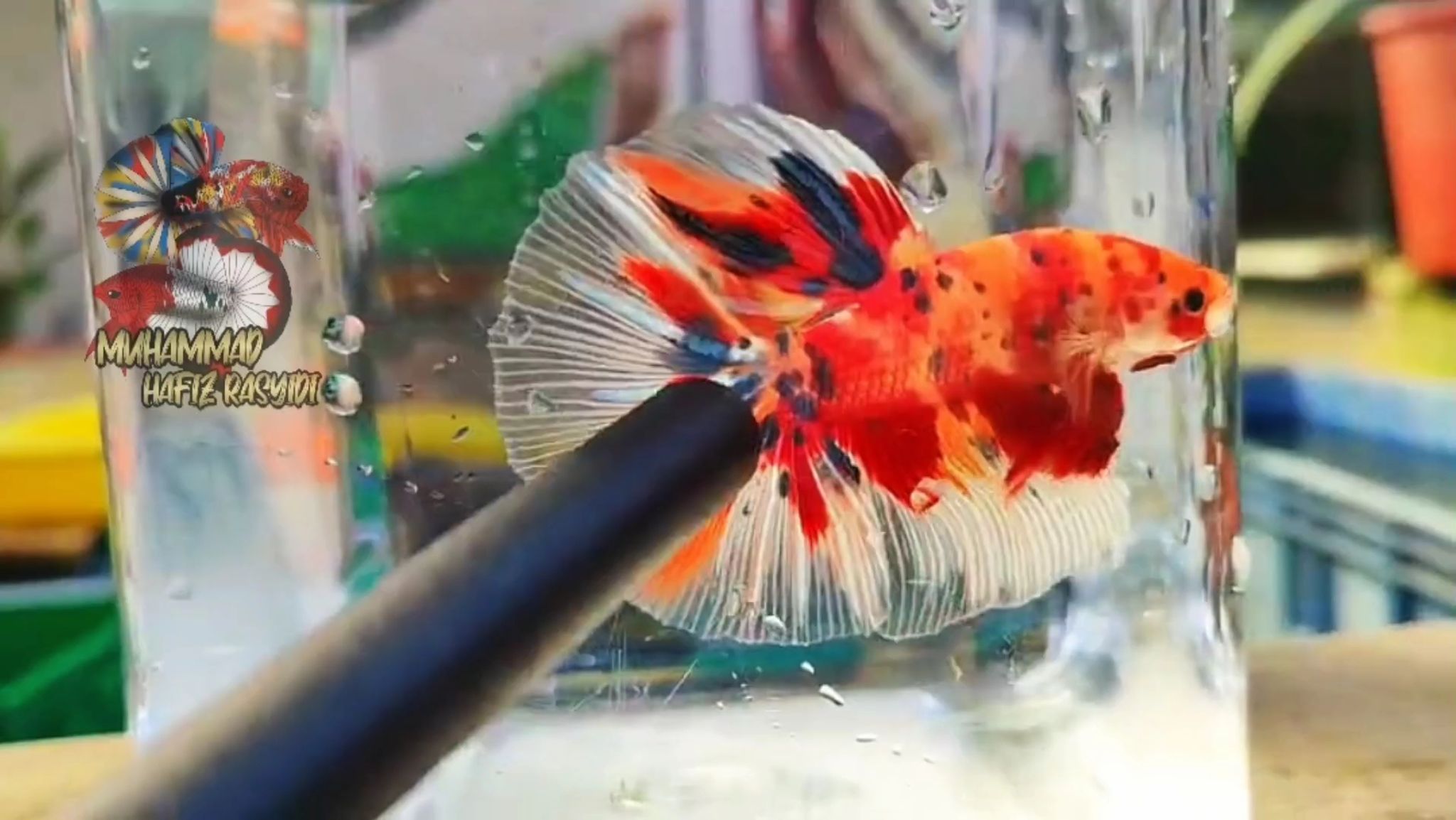 Halfmoon multicolor