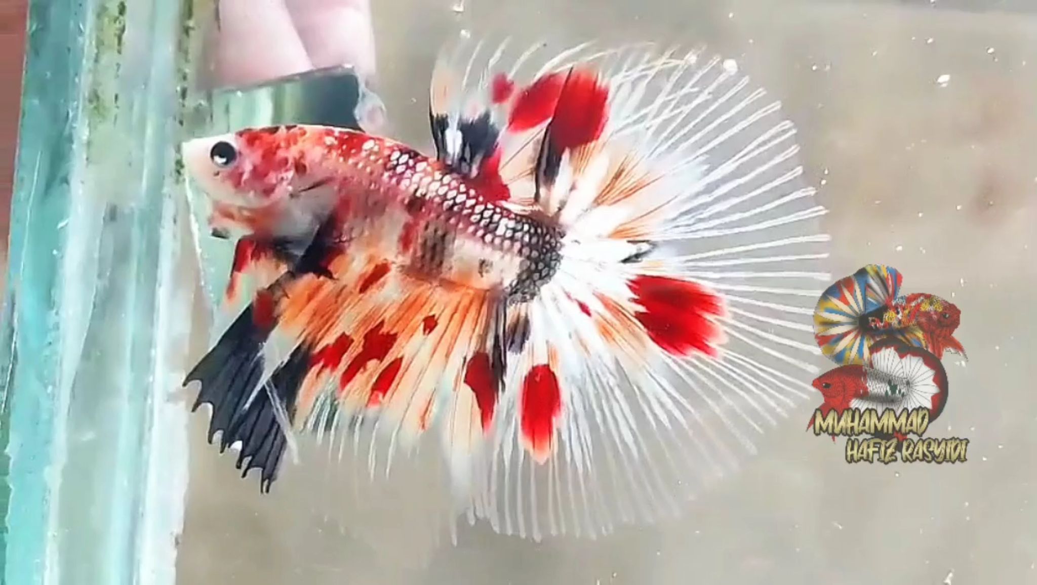 Halfmoon multicolor
