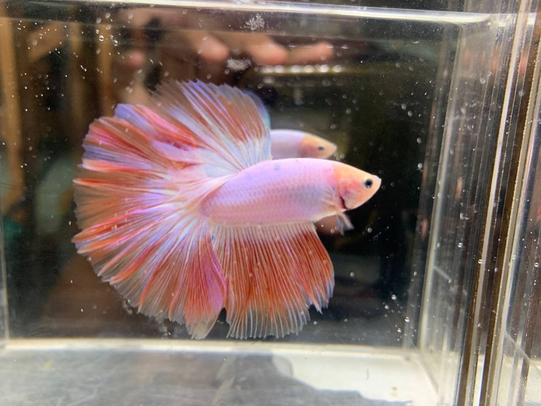 Halfmoon pink