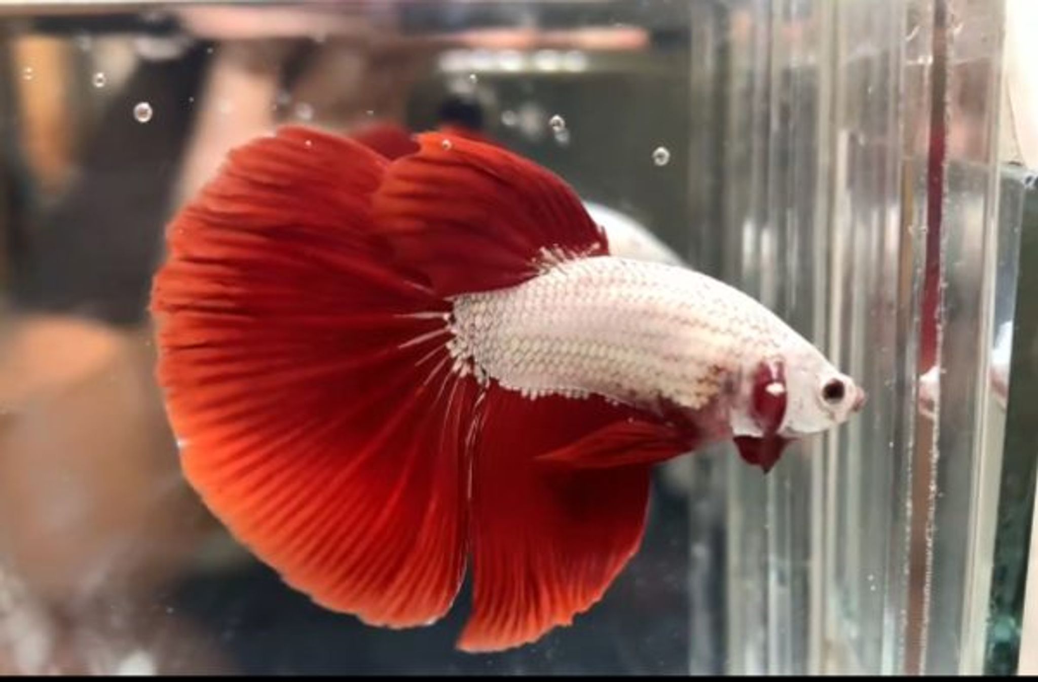 Halfmoon red dragon