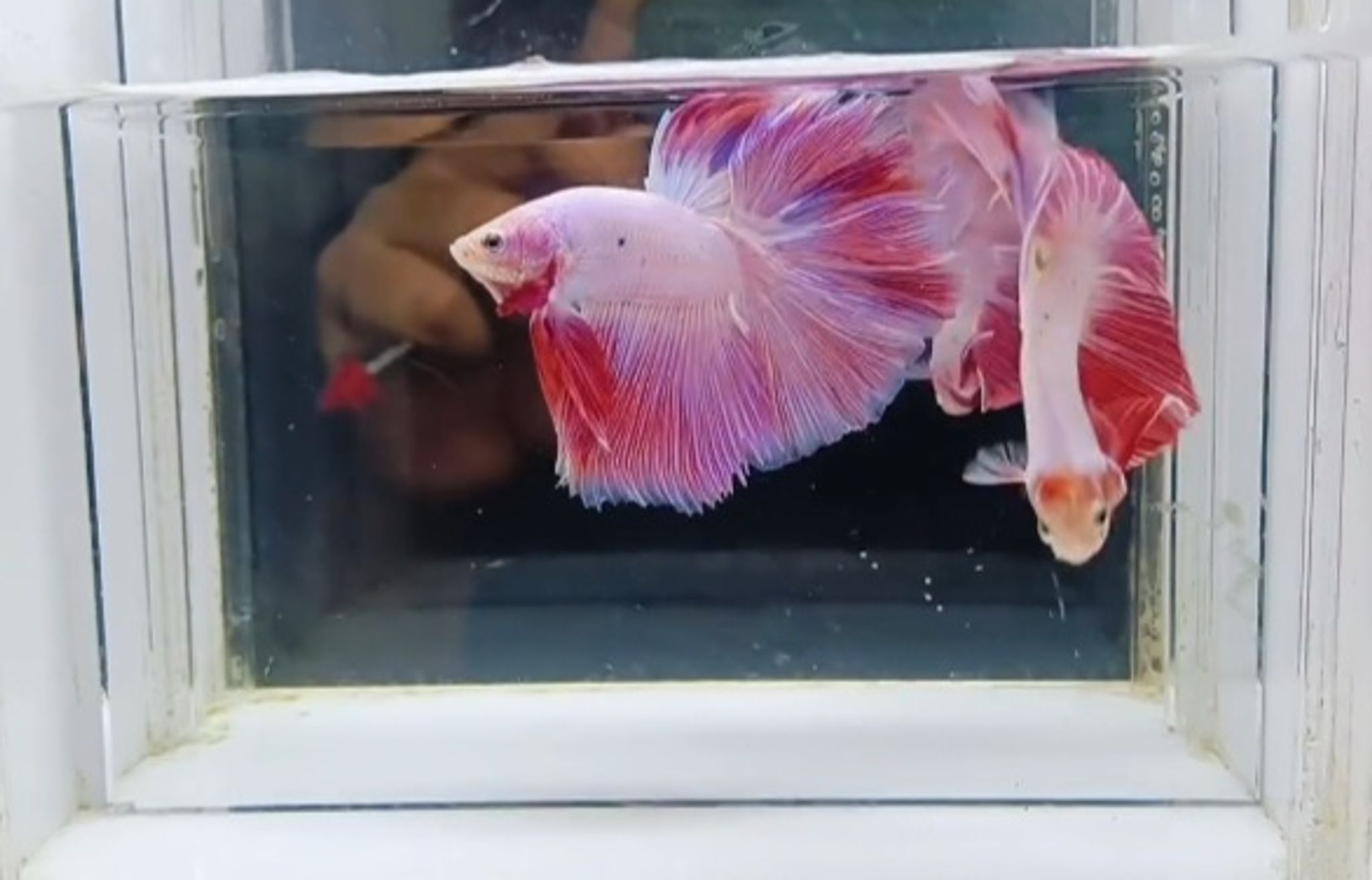 Halfmoon rose pink