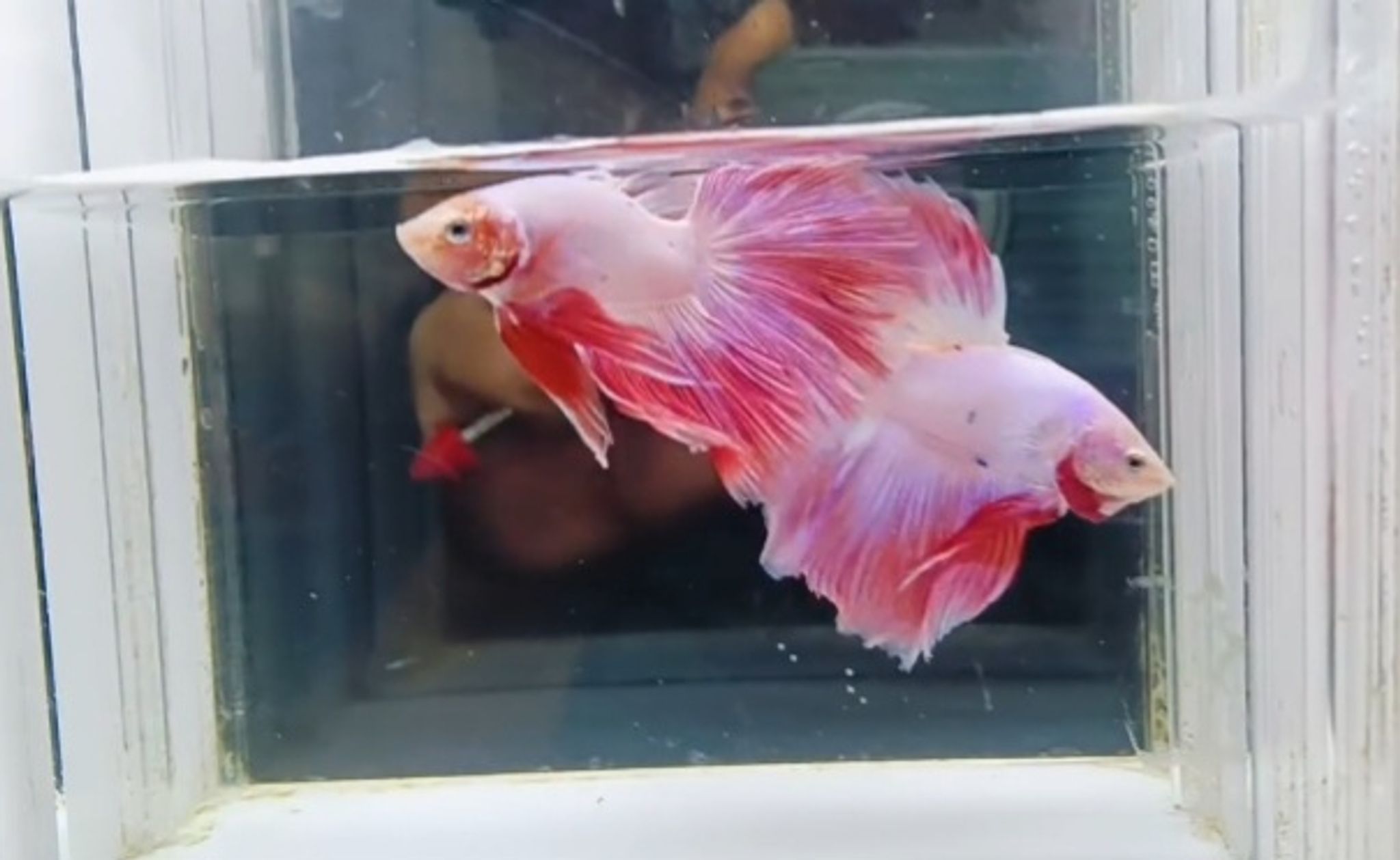 Halfmoon rose pink