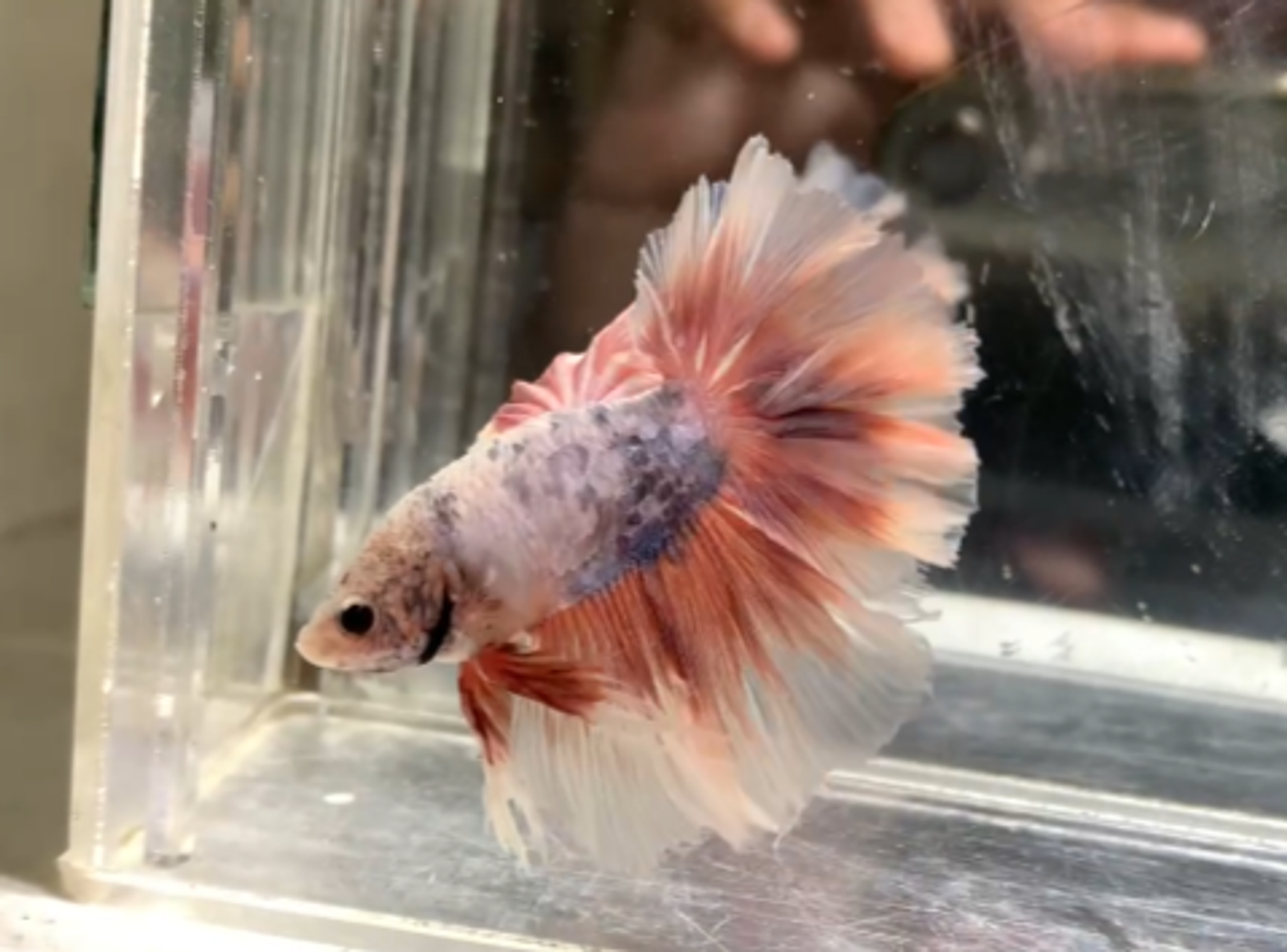 Halfmoon rosetail fancy