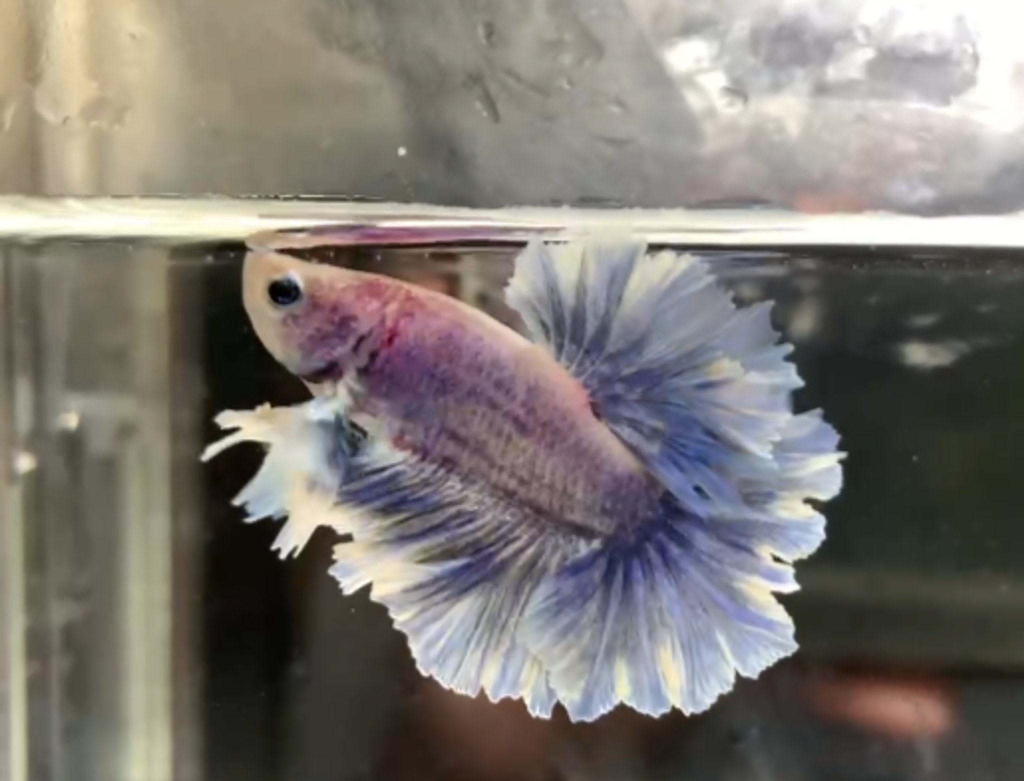 Halfmoon rosetail grizle