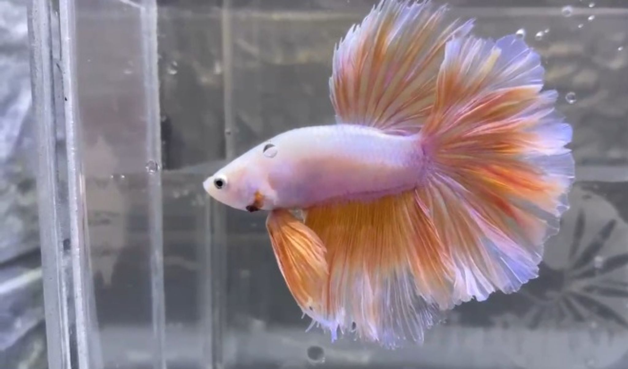 Halfmoon rosetail yellow wash pink