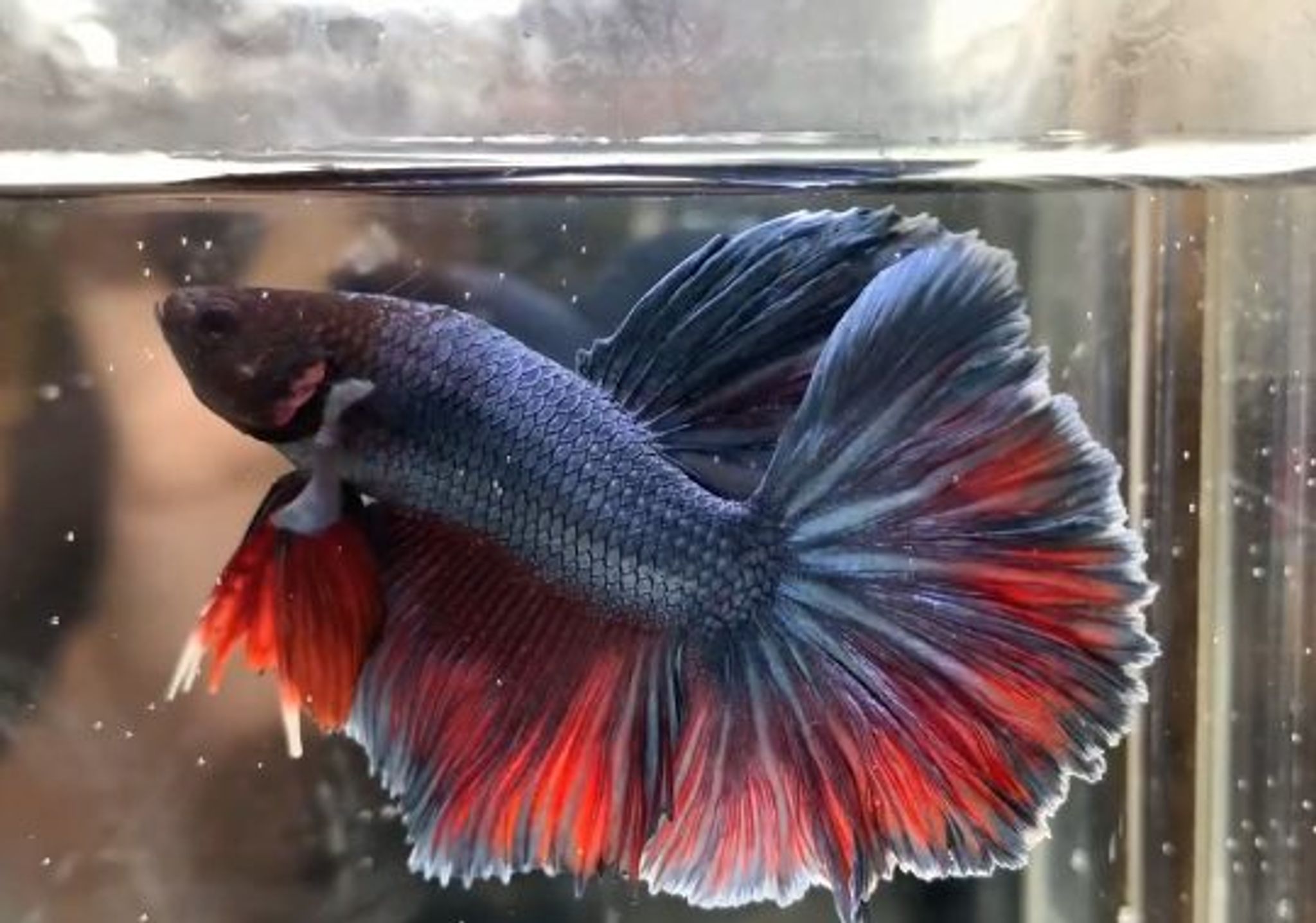 Halfmoon steel blue