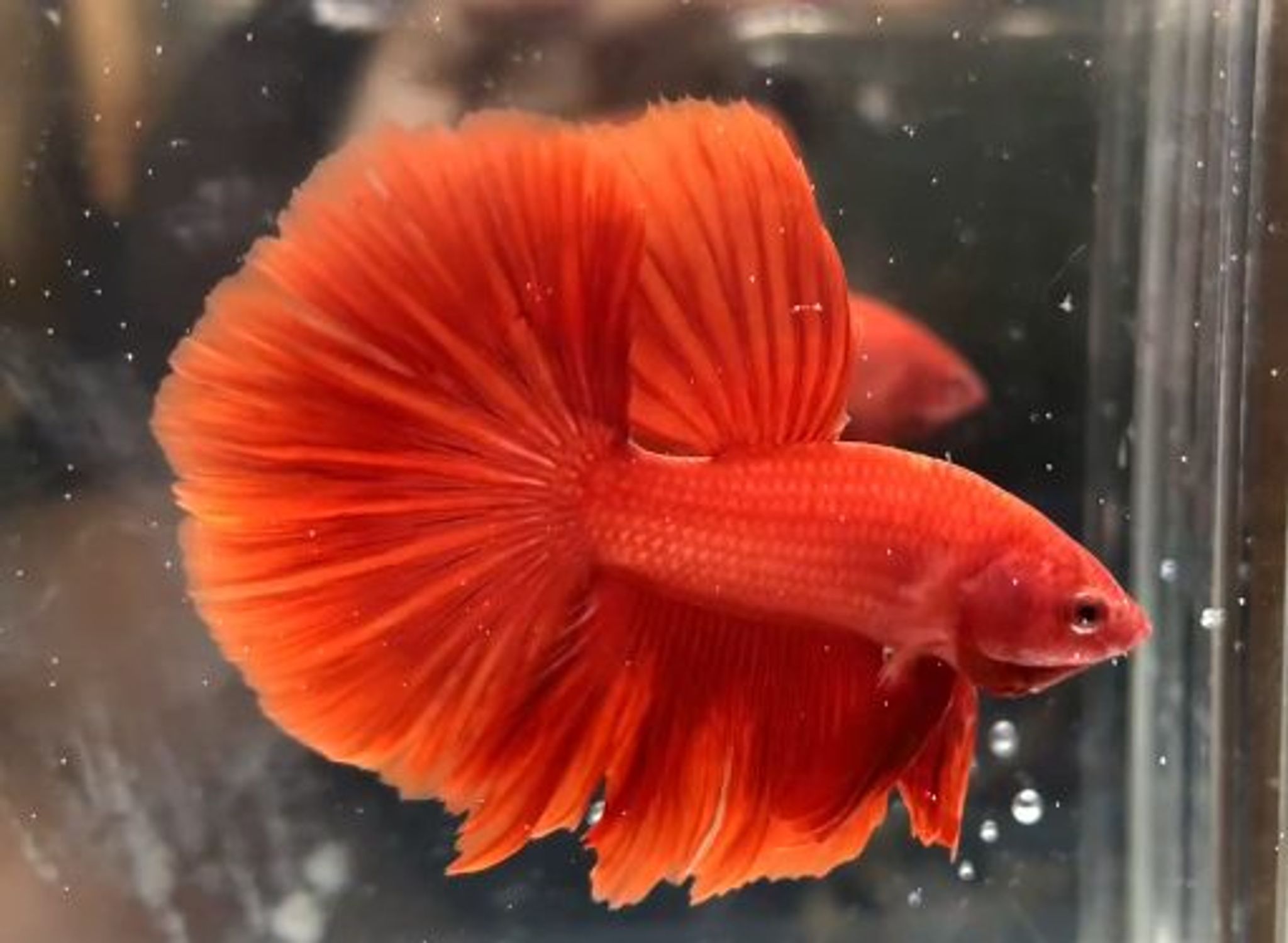 Halfmoon super red