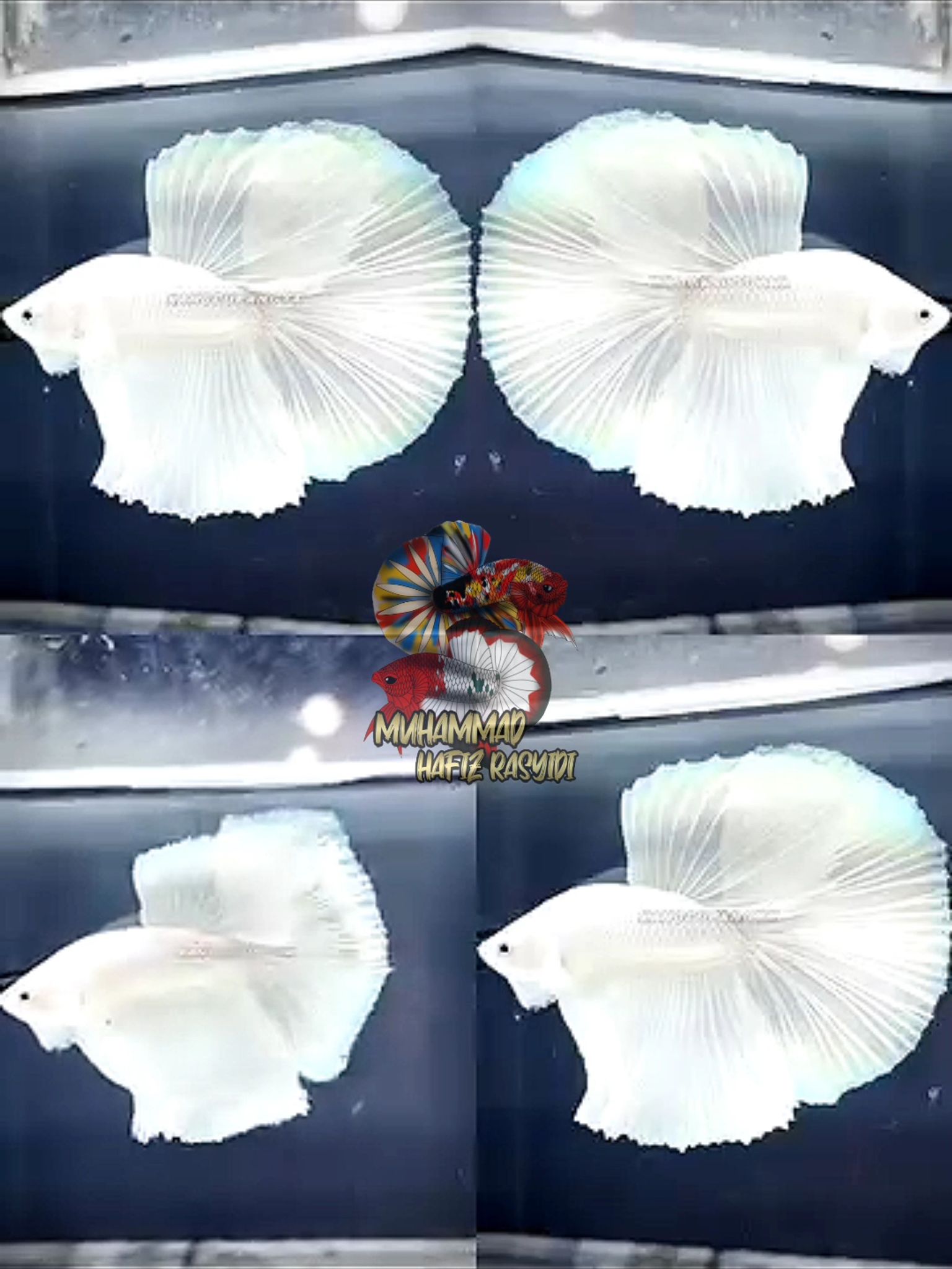 Halfmoon white platinum