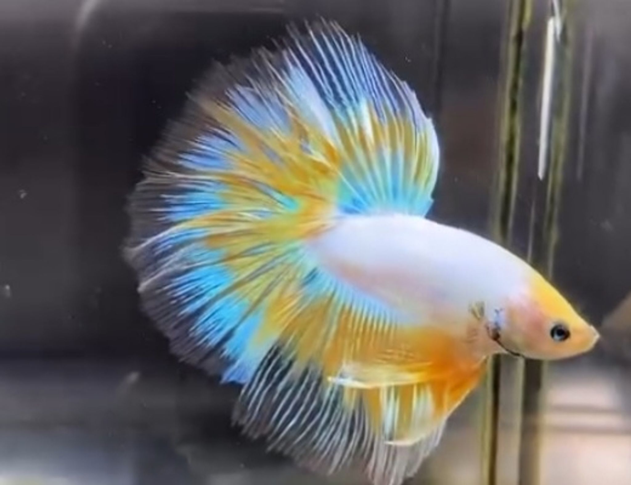Halfmoon yellow fancy butterfly