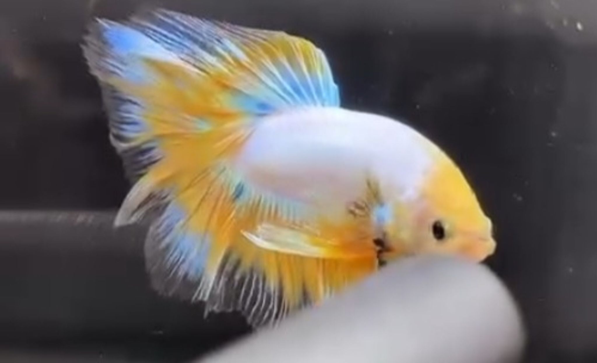 Halfmoon yellow fancy butterfly