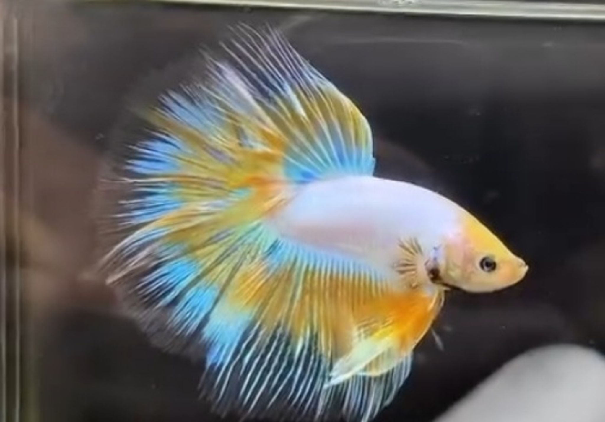 Halfmoon yellow fancy butterfly