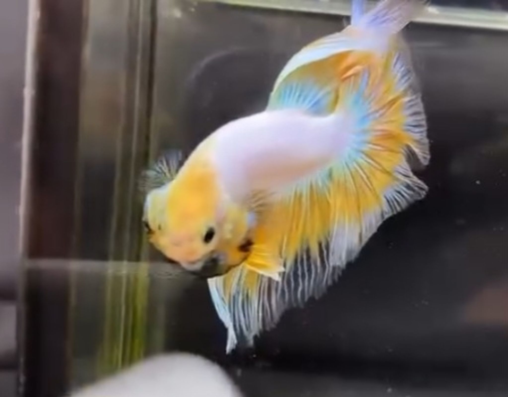 Halfmoon yellow fancy butterfly