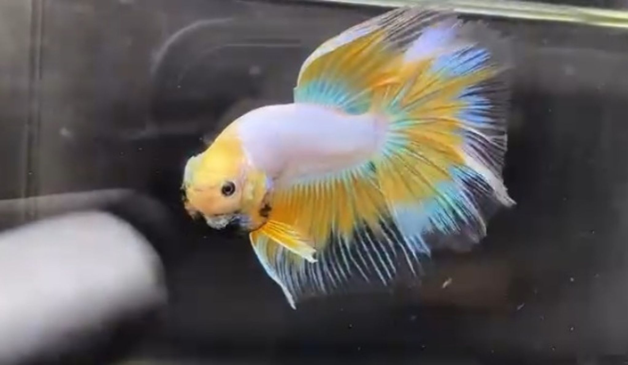 Halfmoon yellow fancy butterfly